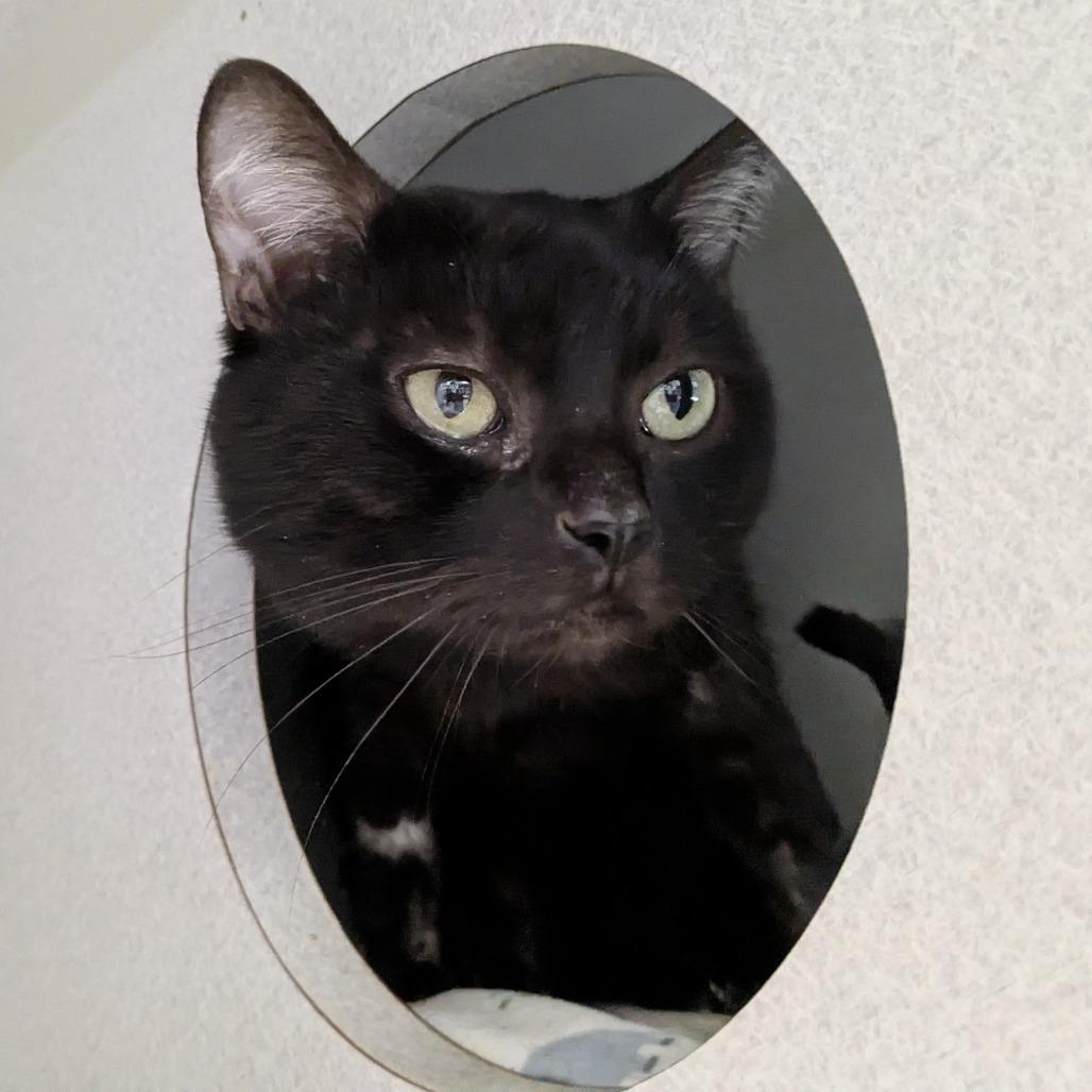 Binx, a Adoptable Domestic Short Hair in Long Beach, CA image 2/6