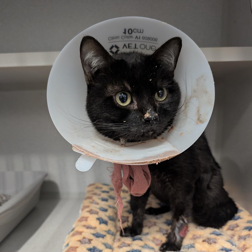 Binx, a Adoptable Domestic Short Hair in Long Beach, CA image 3/6