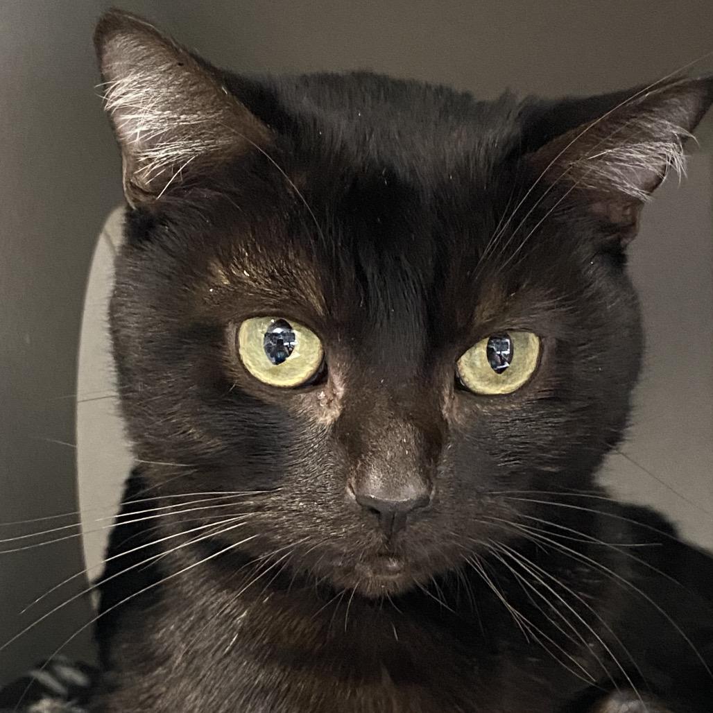 Binx, a Adoptable Domestic Short Hair in Long Beach, CA image 4/6