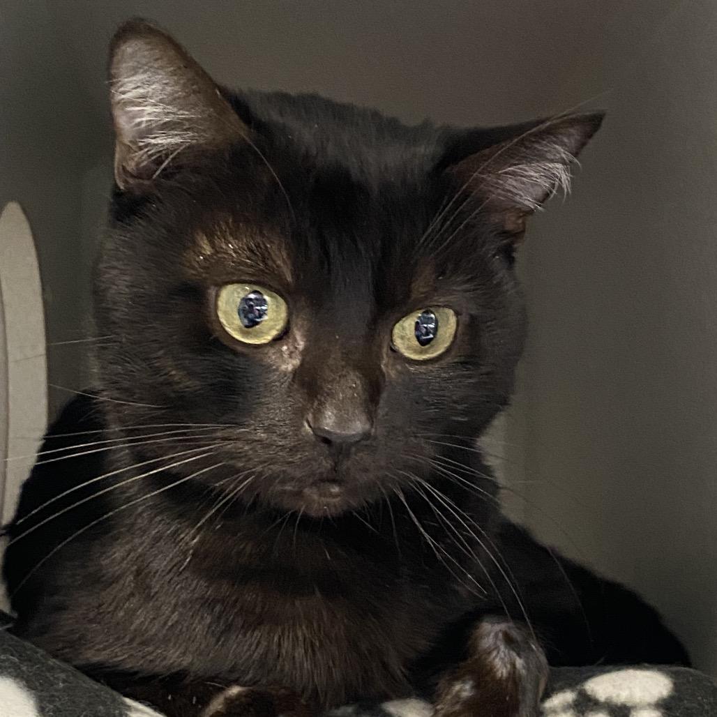 Binx, a Adoptable Domestic Short Hair in Long Beach, CA image 5/6