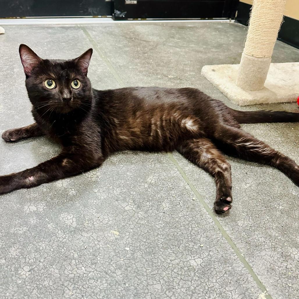 Binx, a Adoptable Domestic Short Hair in Long Beach, CA image 6/6