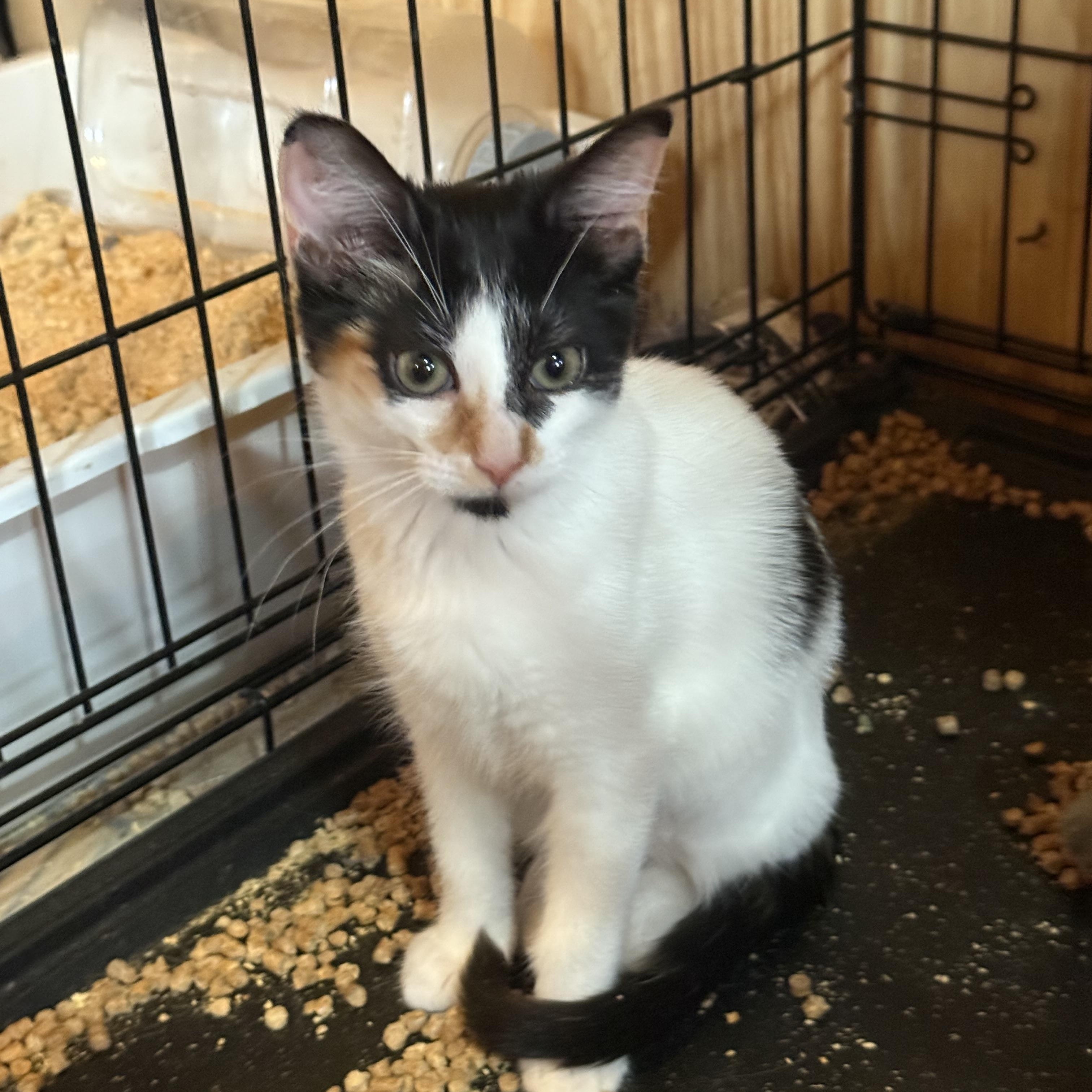 Juno, Adoptable, Young Female Domestic Short Hair.