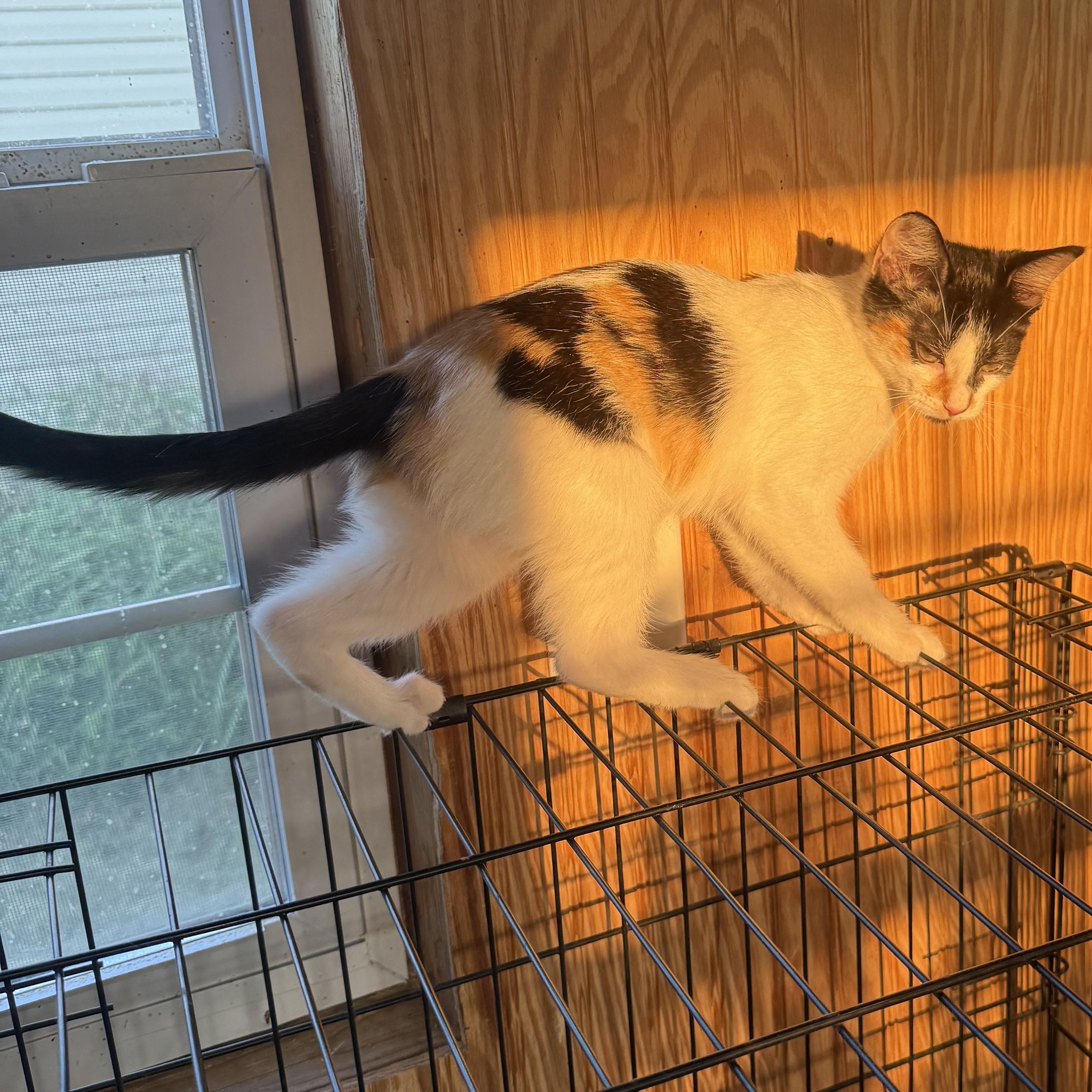 Juno, a Adoptable Domestic Short Hair in Anna, TX image 2/2