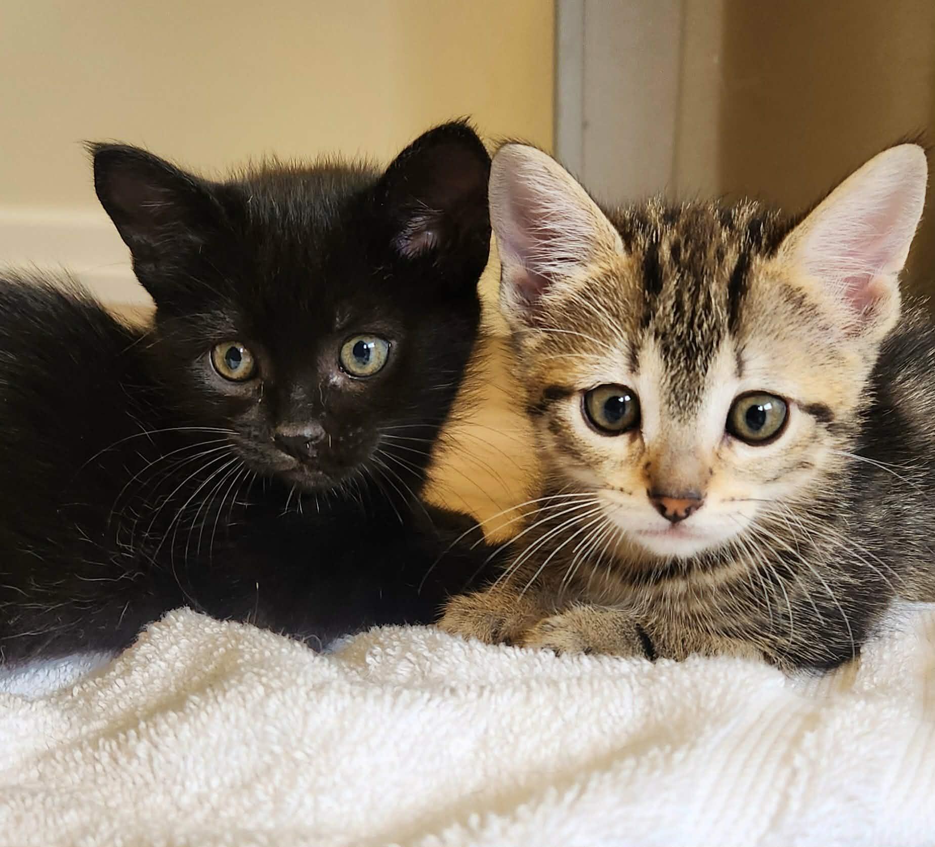 El, a ADOPTABLE Domestic Short Hair in Rochester, WA image 5/6