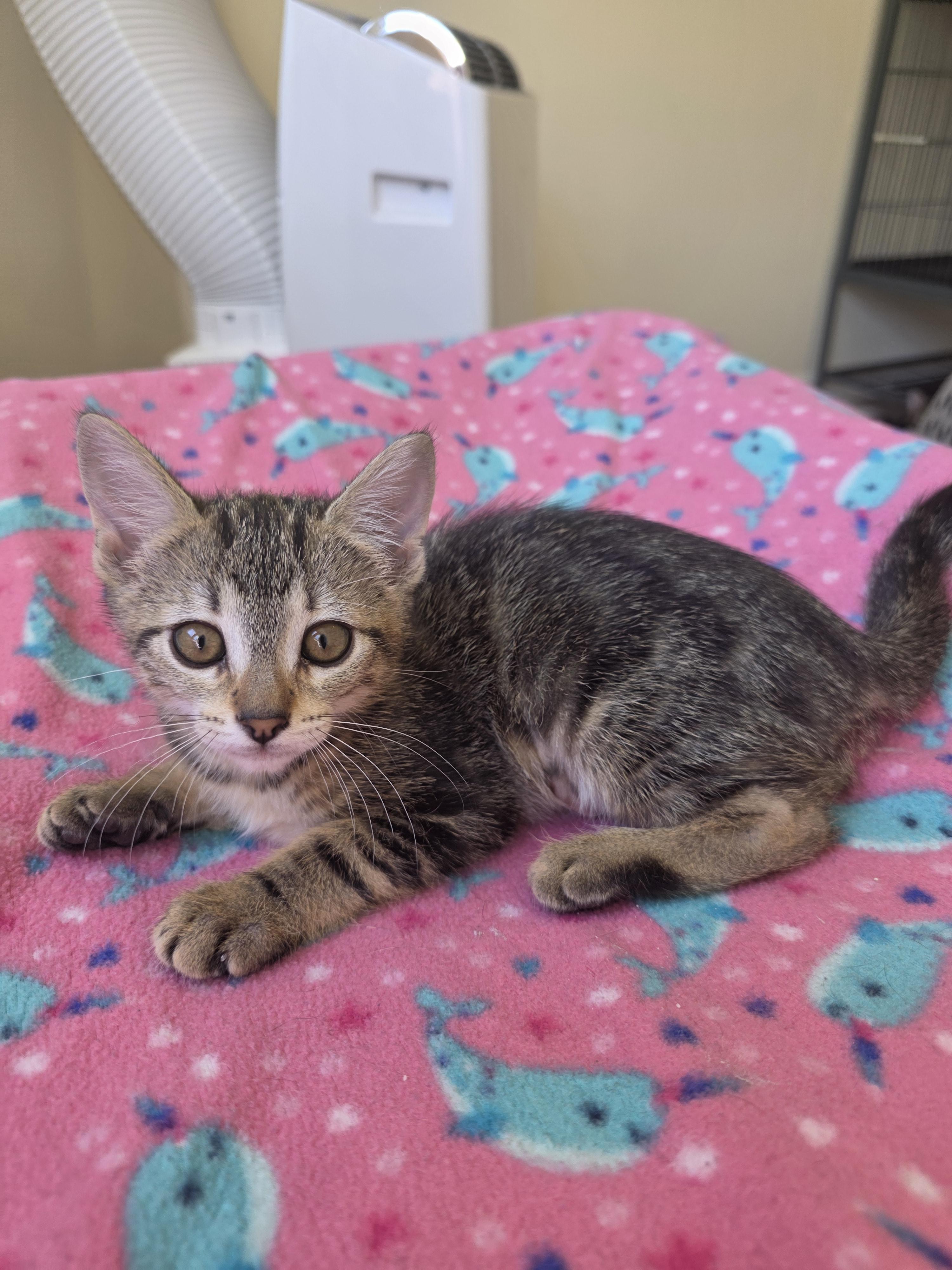 El, a ADOPTABLE Domestic Short Hair in Rochester, WA image 3/6