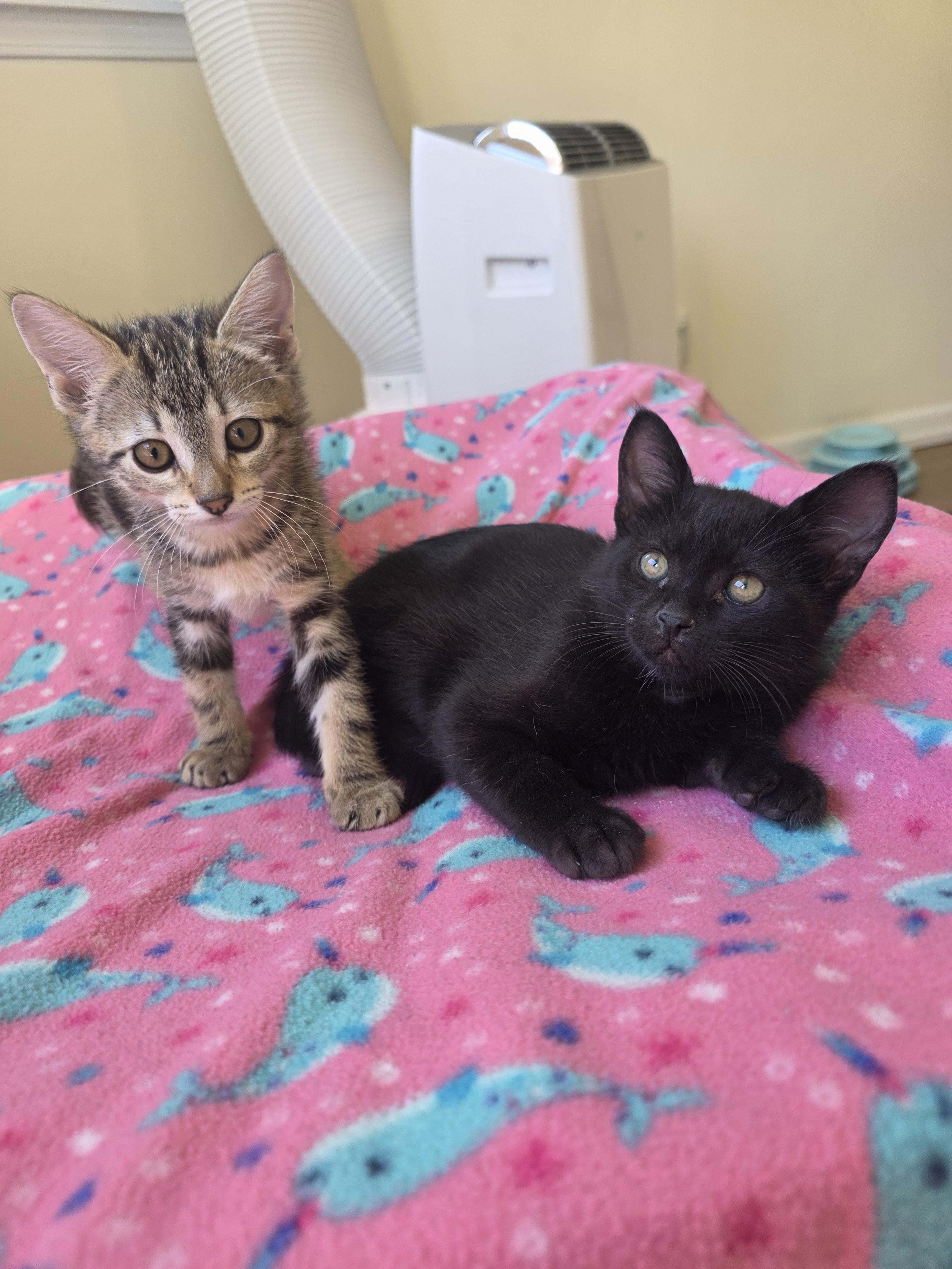 El, a ADOPTABLE Domestic Short Hair in Rochester, WA image 6/6