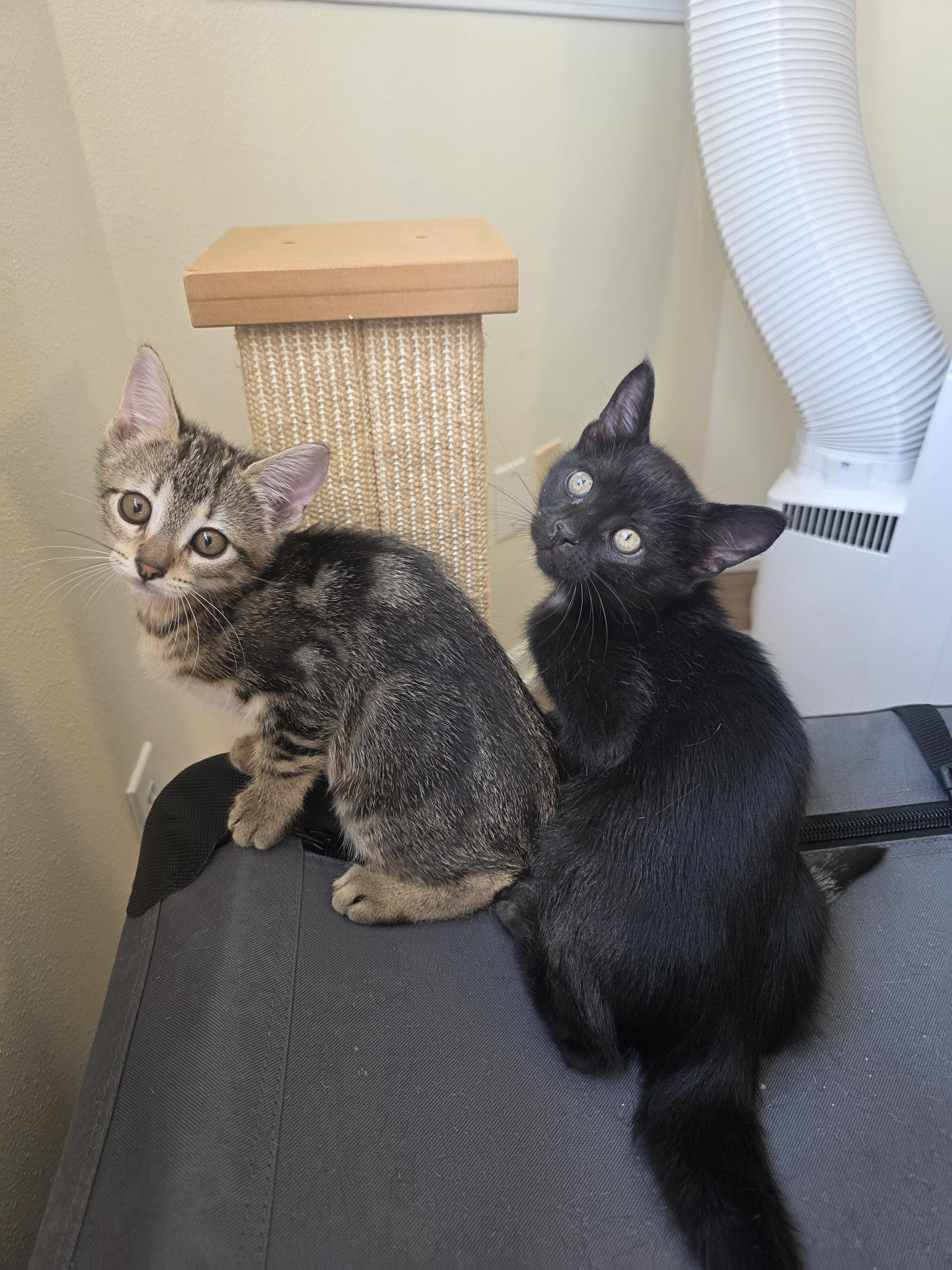 El, a ADOPTABLE Domestic Short Hair in Rochester, WA image 4/6