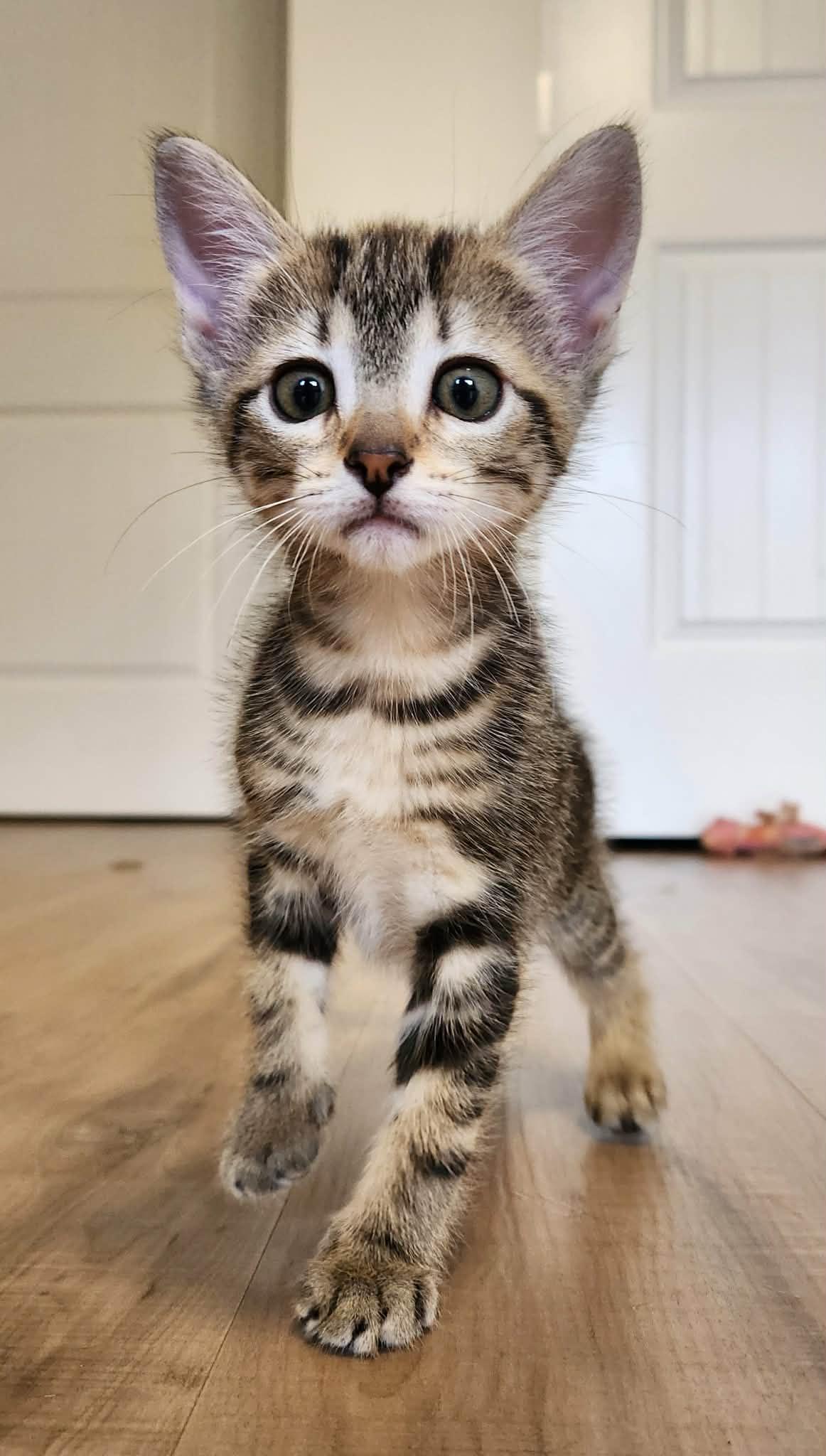El, ADOPTABLE, Kitten Female Domestic Short Hair.