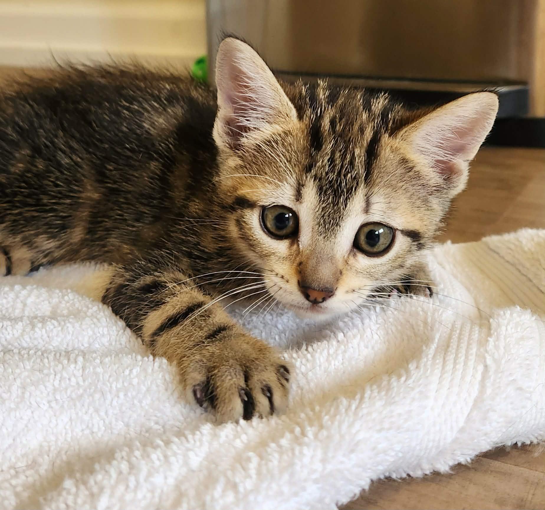 El, a ADOPTABLE Domestic Short Hair in Rochester, WA image 2/6