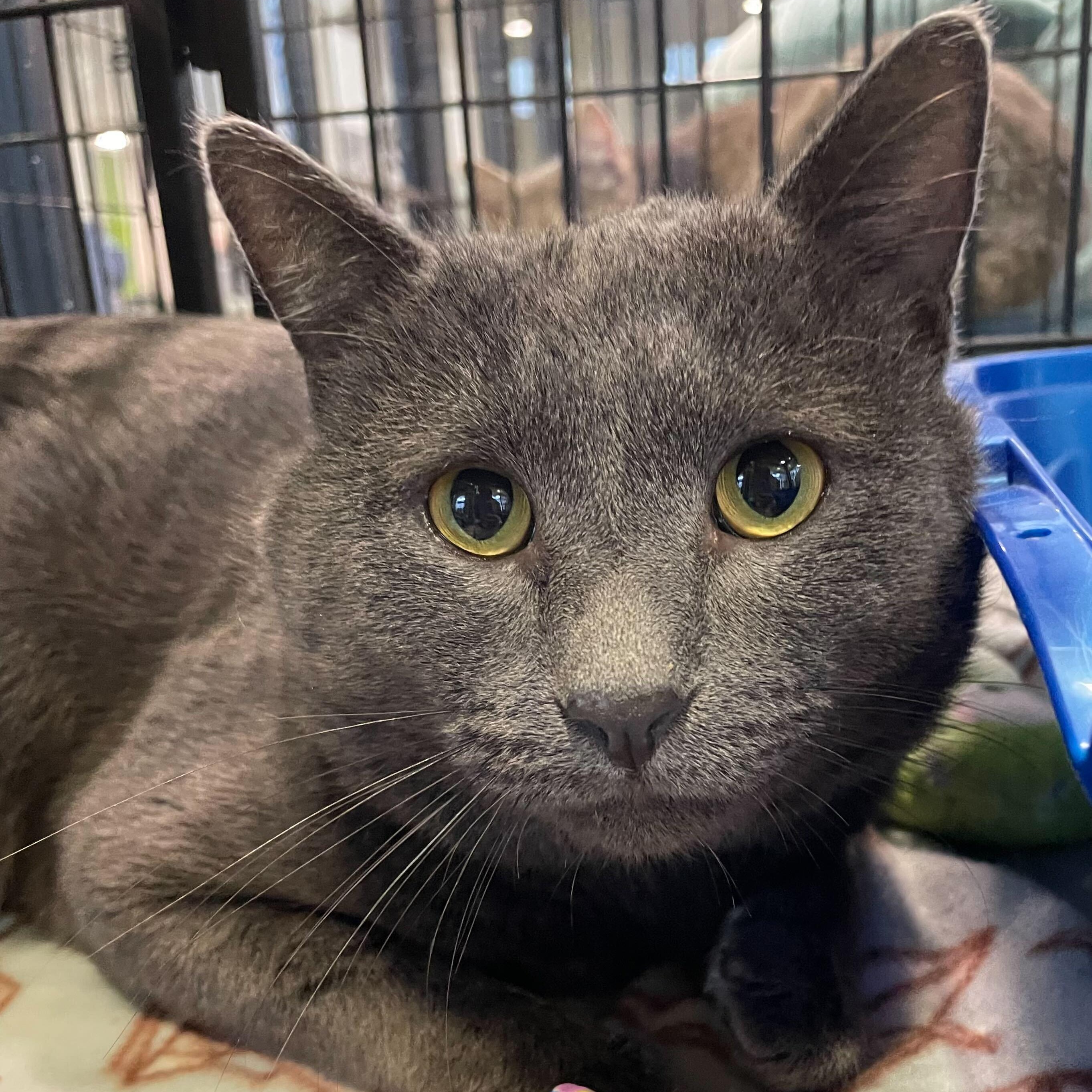 Pasta, ADOPTABLE, Adult Male American Shorthair.