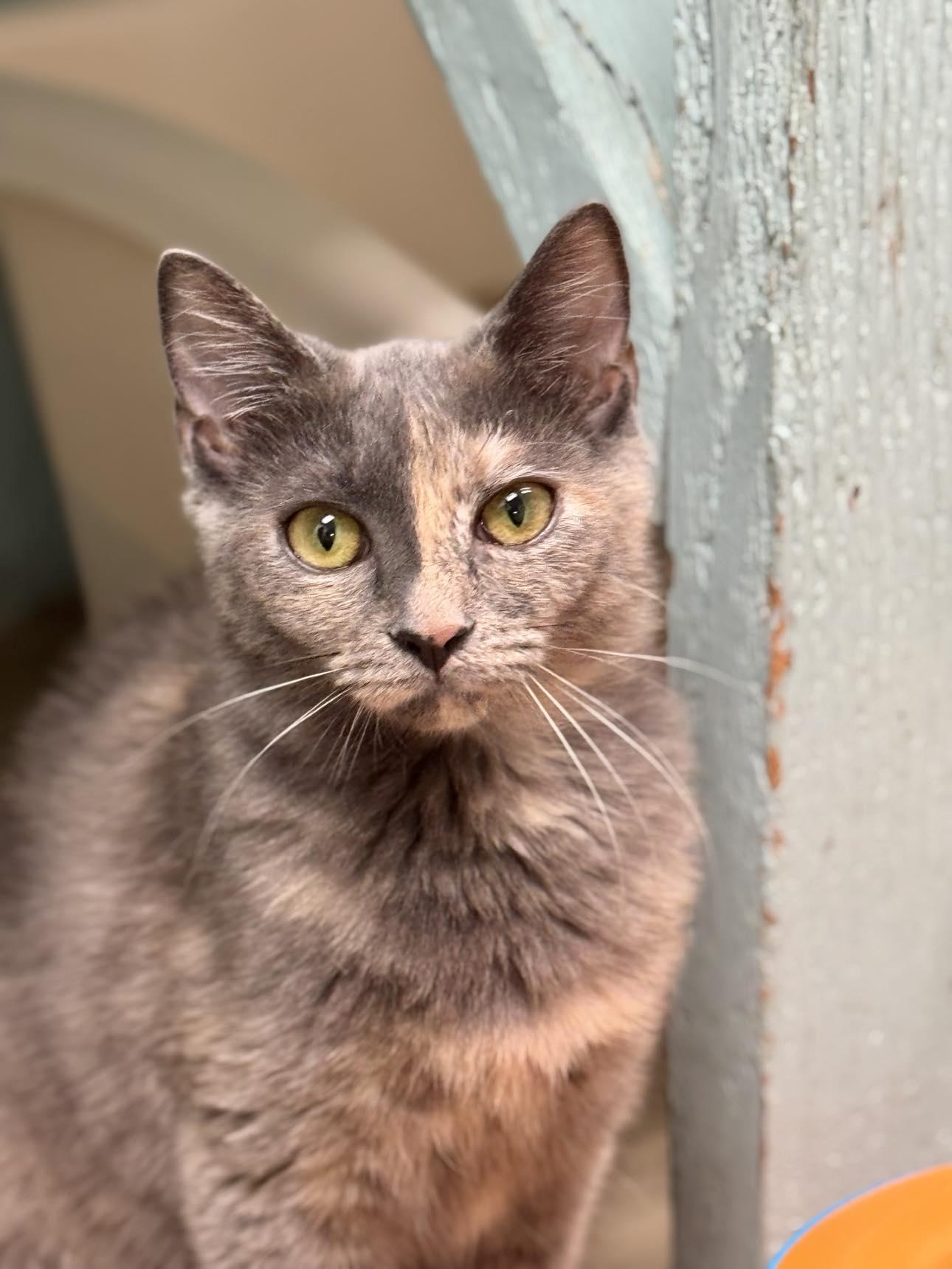 Lucy, Adoptable, Kitten Female Domestic Short Hair.