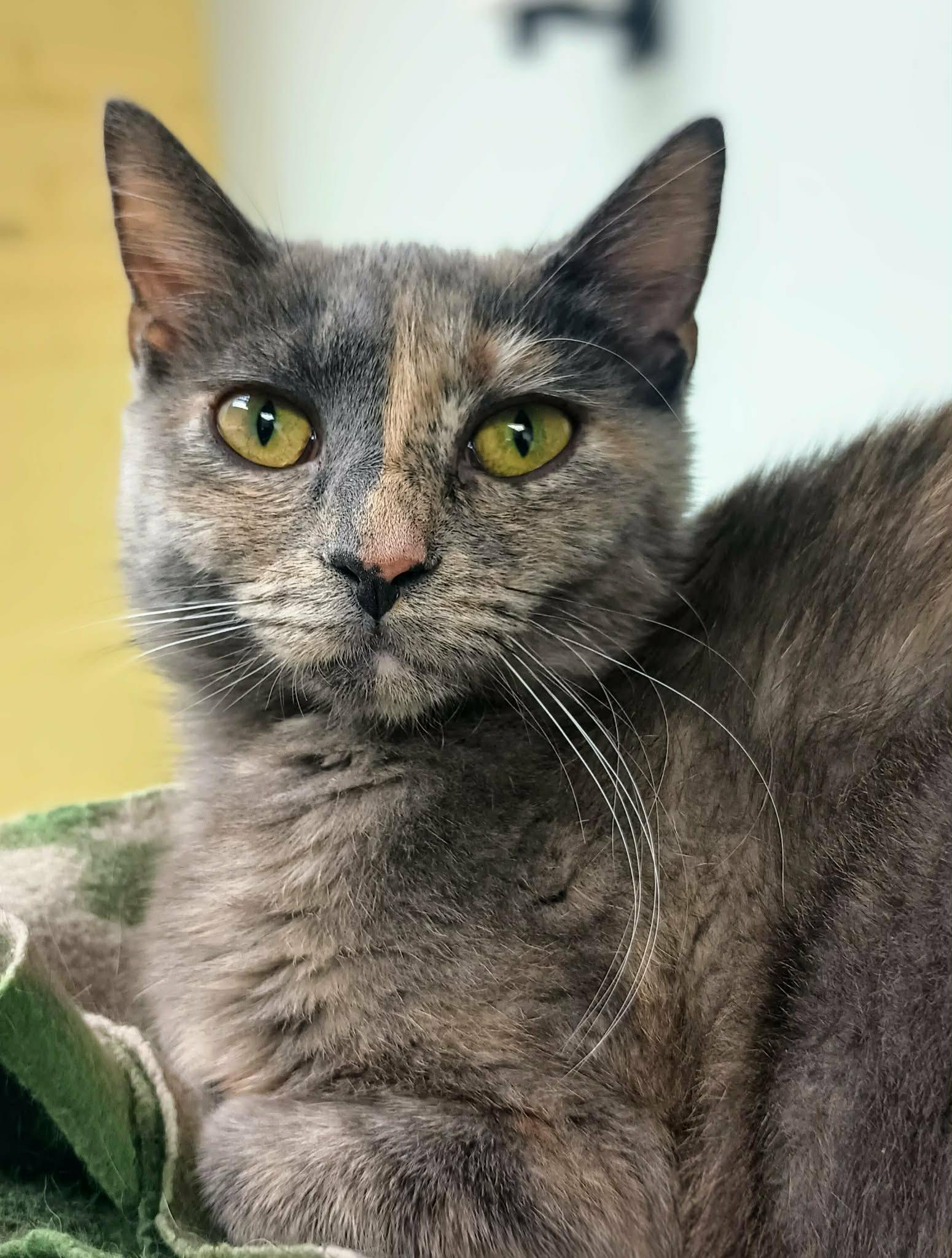 Lucy, a Adoptable Domestic Short Hair in Gonic, NH image 2/3