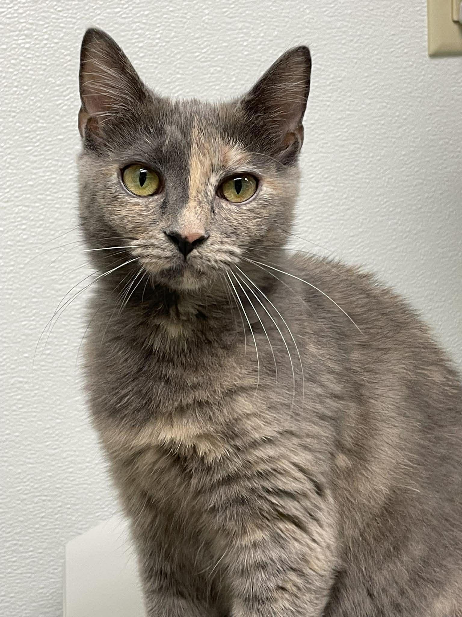 Lucy, a Adoptable Domestic Short Hair in Gonic, NH image 3/3