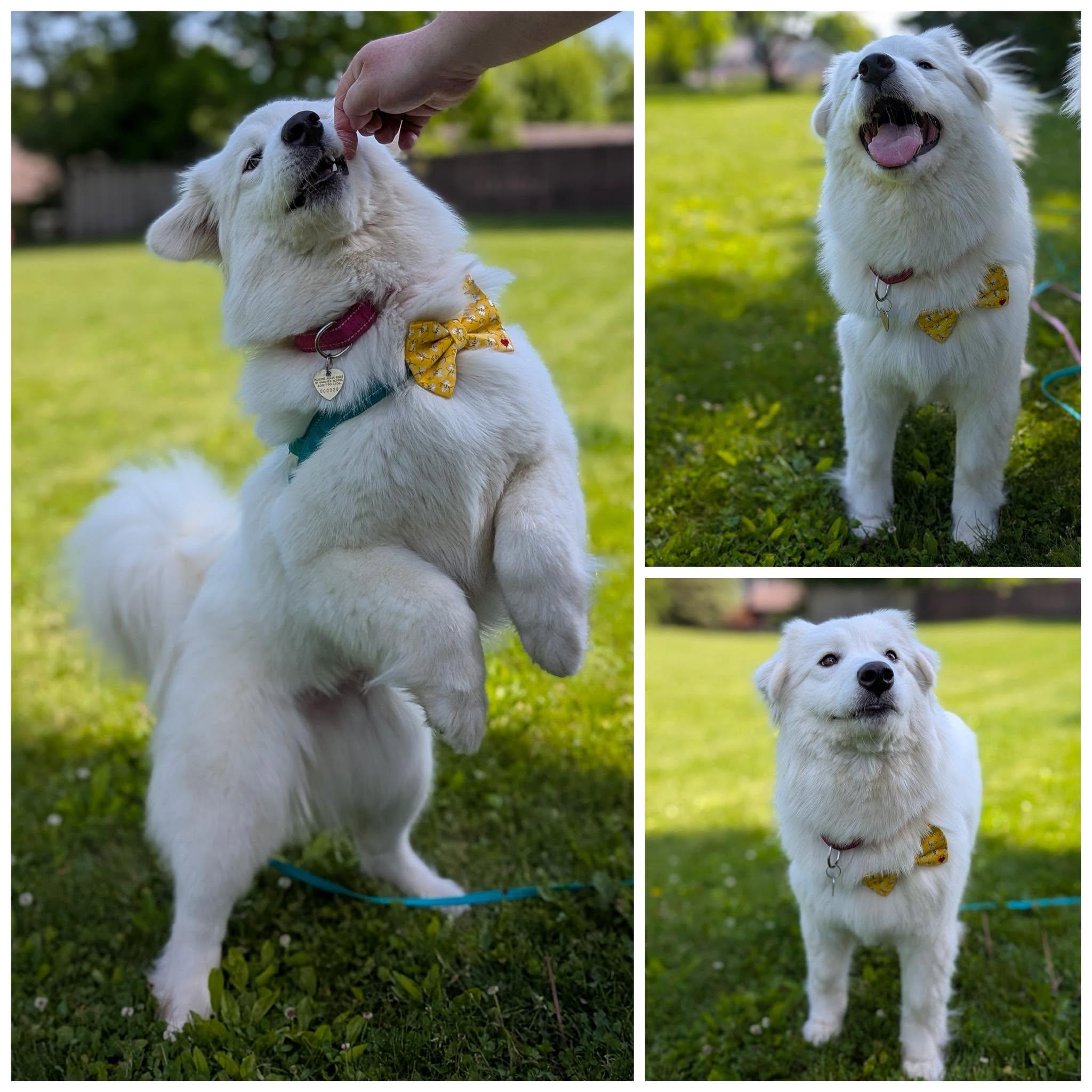 Enlarge Millie, a Adopted mixed breed in Madison, WI image 1/3