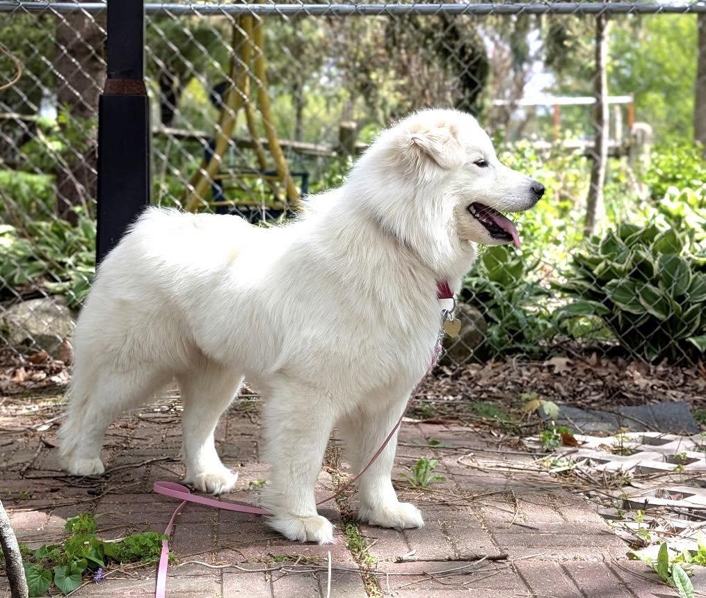 Enlarge Millie, a Adopted mixed breed in Madison, WI image 2/3
