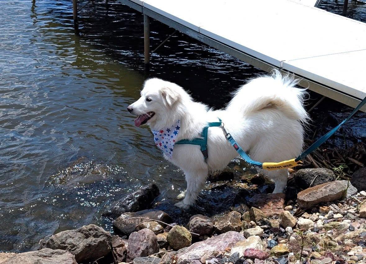 Enlarge Millie, a Adopted mixed breed in Madison, WI image 3/3