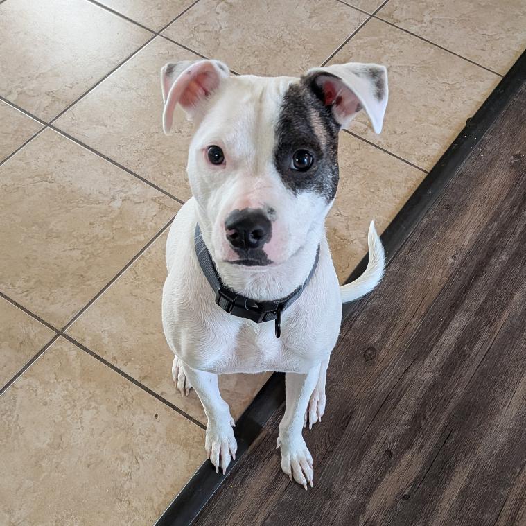 Enlarge Rupert C-34472, a Adoptable mixed breed in Oklahoma City, OK image 1/4