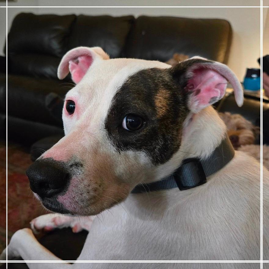 Enlarge Rupert C-34472, a Adoptable mixed breed in Oklahoma City, OK image 3/4