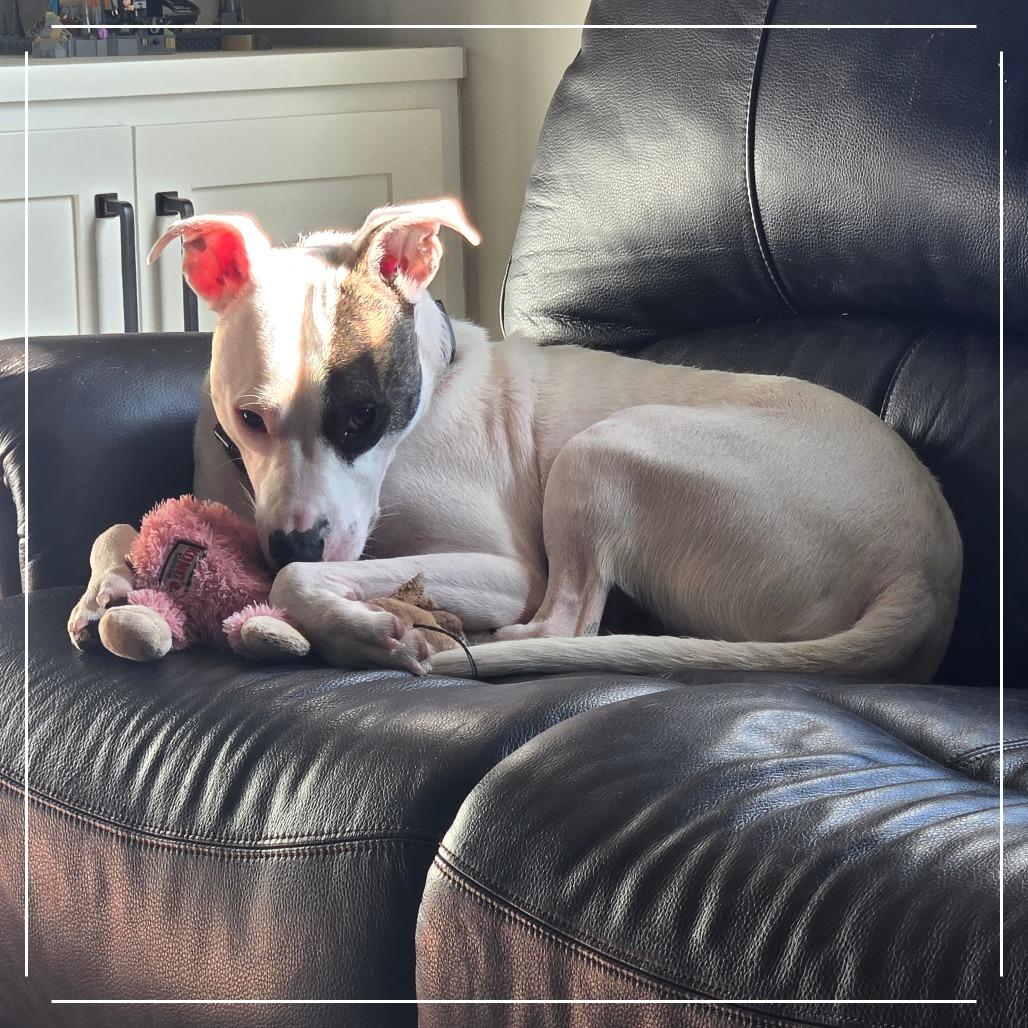 Rupert C thumbnail 4