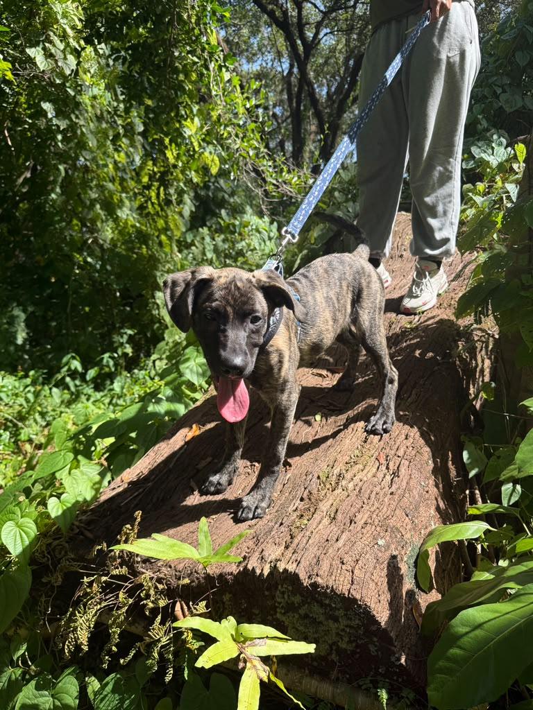 Lary, a ADOPTABLE Chocolate Labrador Retriever in Miami, FL image 3/3