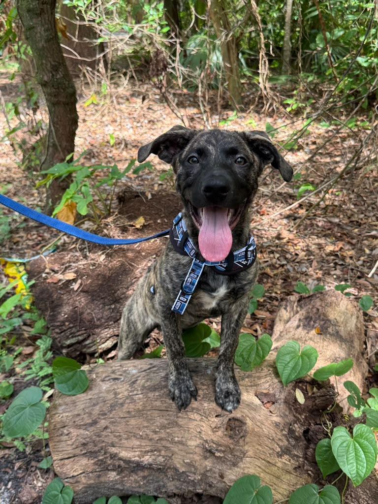 Lary, a ADOPTABLE Chocolate Labrador Retriever in Miami, FL image 2/3