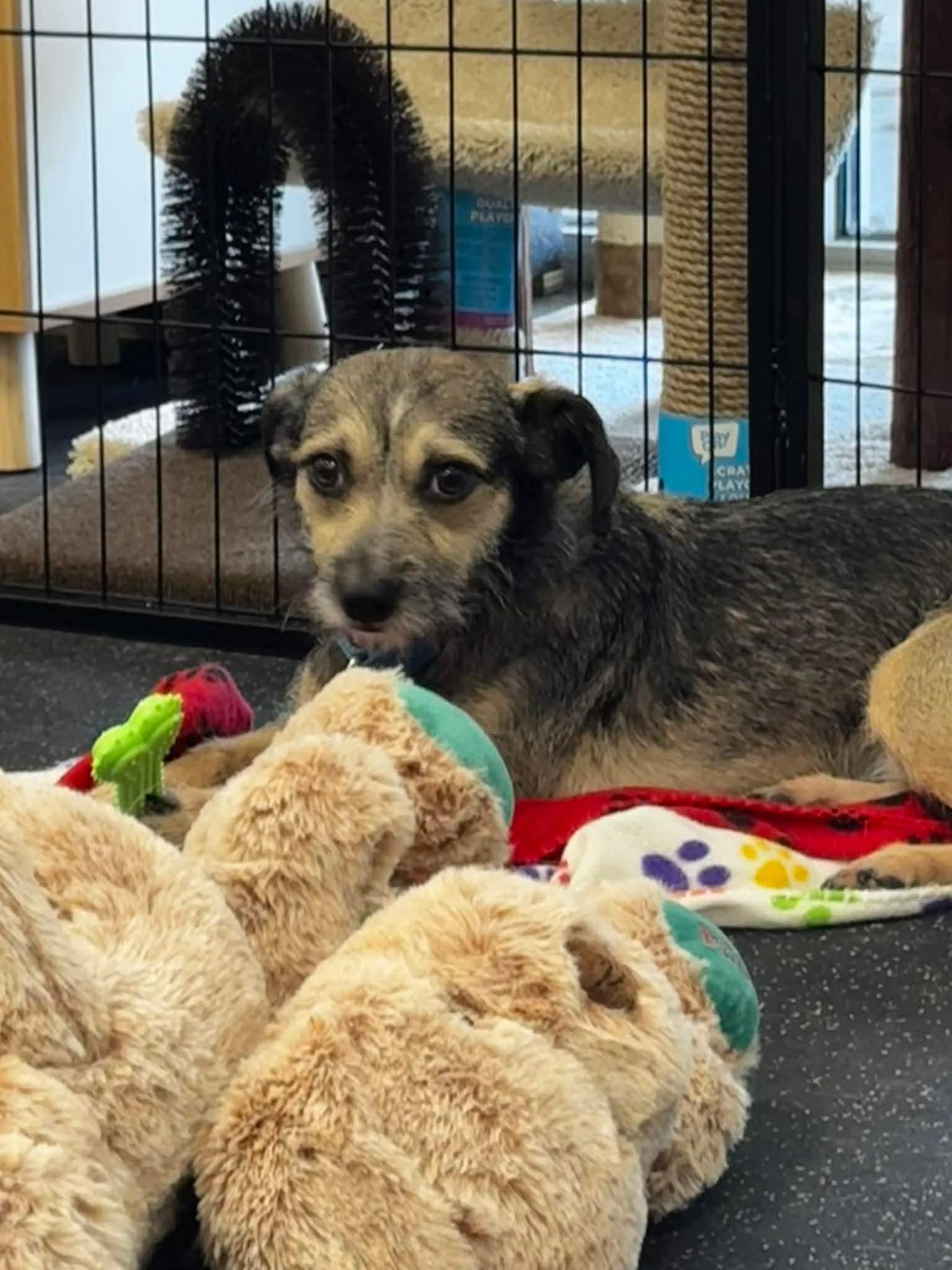 Enlarge Rocky , a Adoptable mixed breed in Portland, ME image 6/6