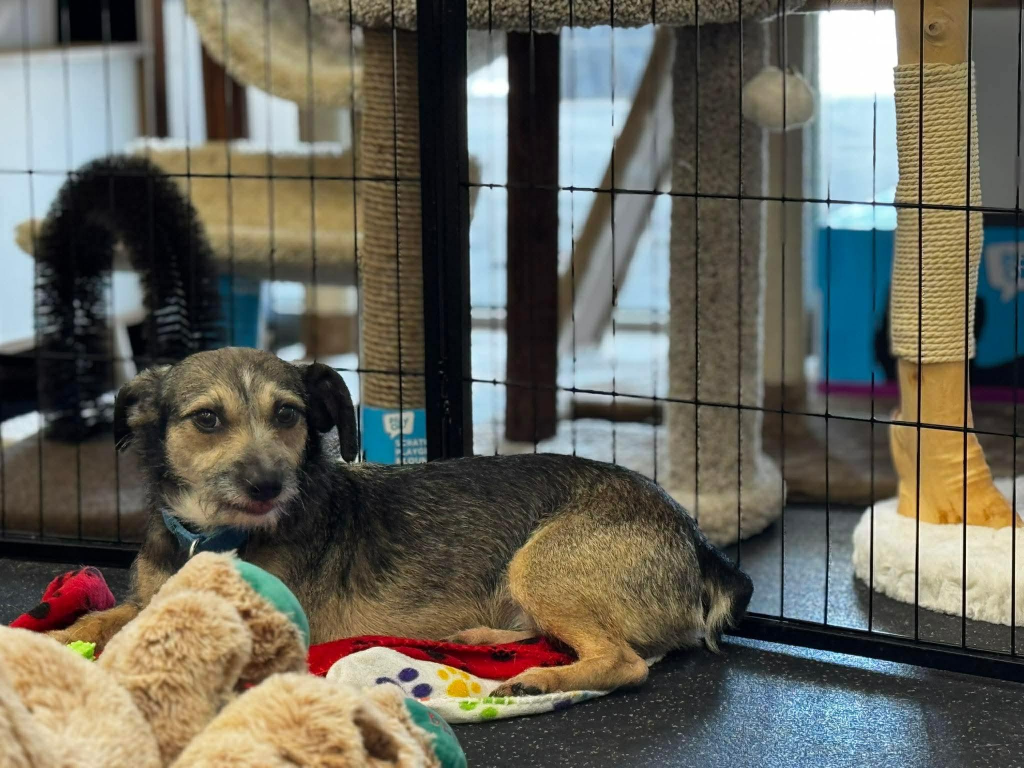 Enlarge Rocky , a Adoptable mixed breed in Portland, ME image 5/6