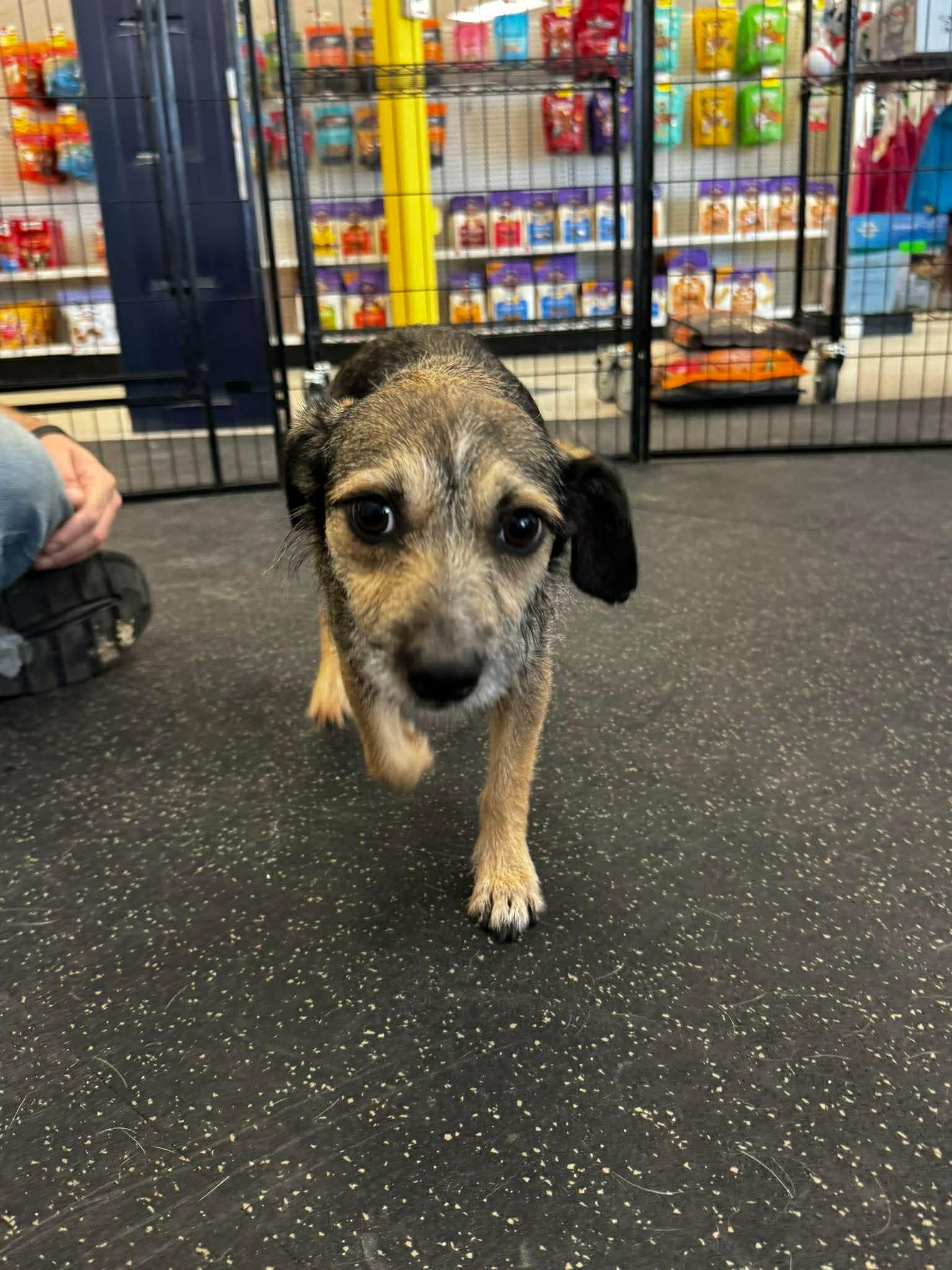 Enlarge Rocky , a Adoptable mixed breed in Portland, ME image 4/6
