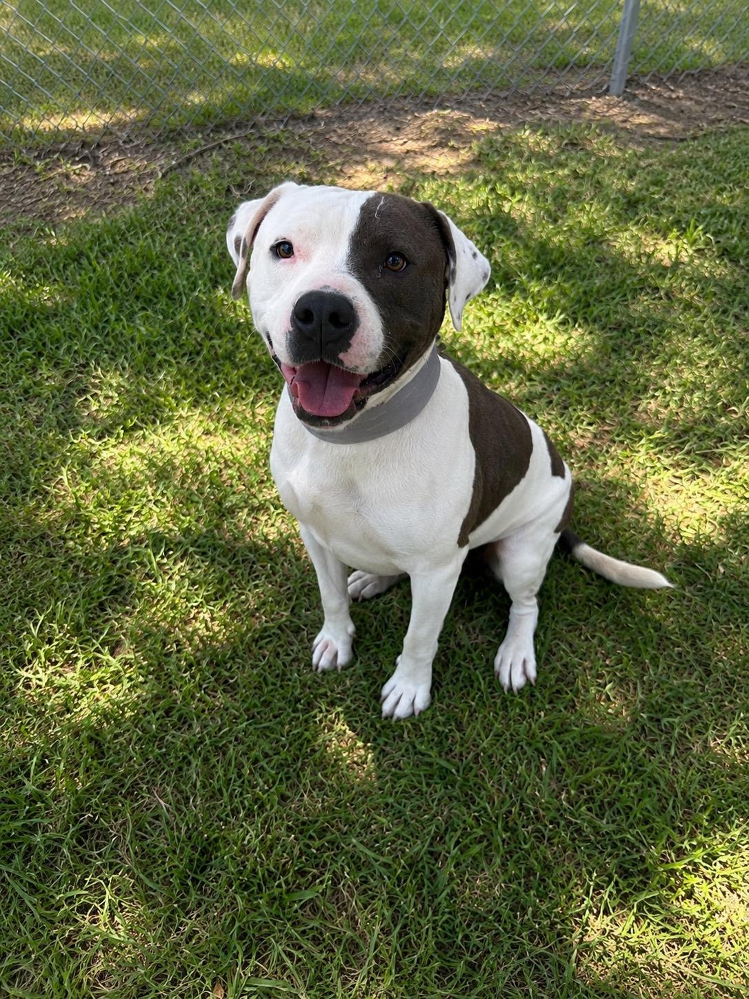 Rocky, adopted, Adult Male Pit Bull Terrier.