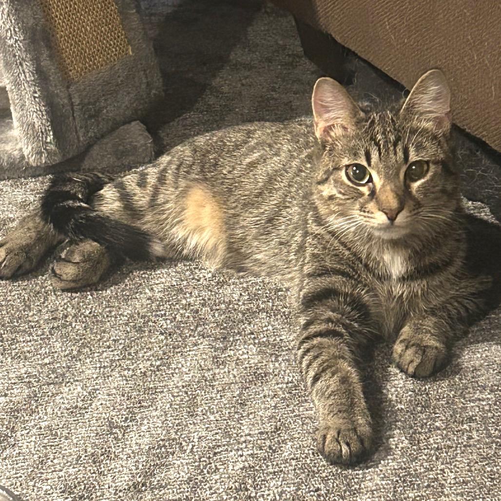 Enlarge Phil, a Adoptable Domestic Short Hair in Wheeling, IL image 1/6