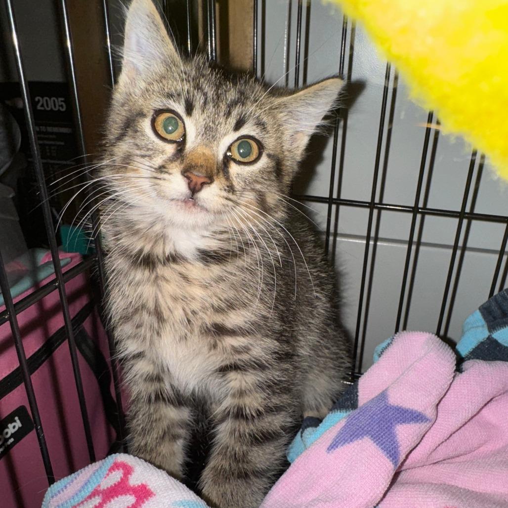 Enlarge Phil, a Adoptable Domestic Short Hair in Wheeling, IL image 3/6