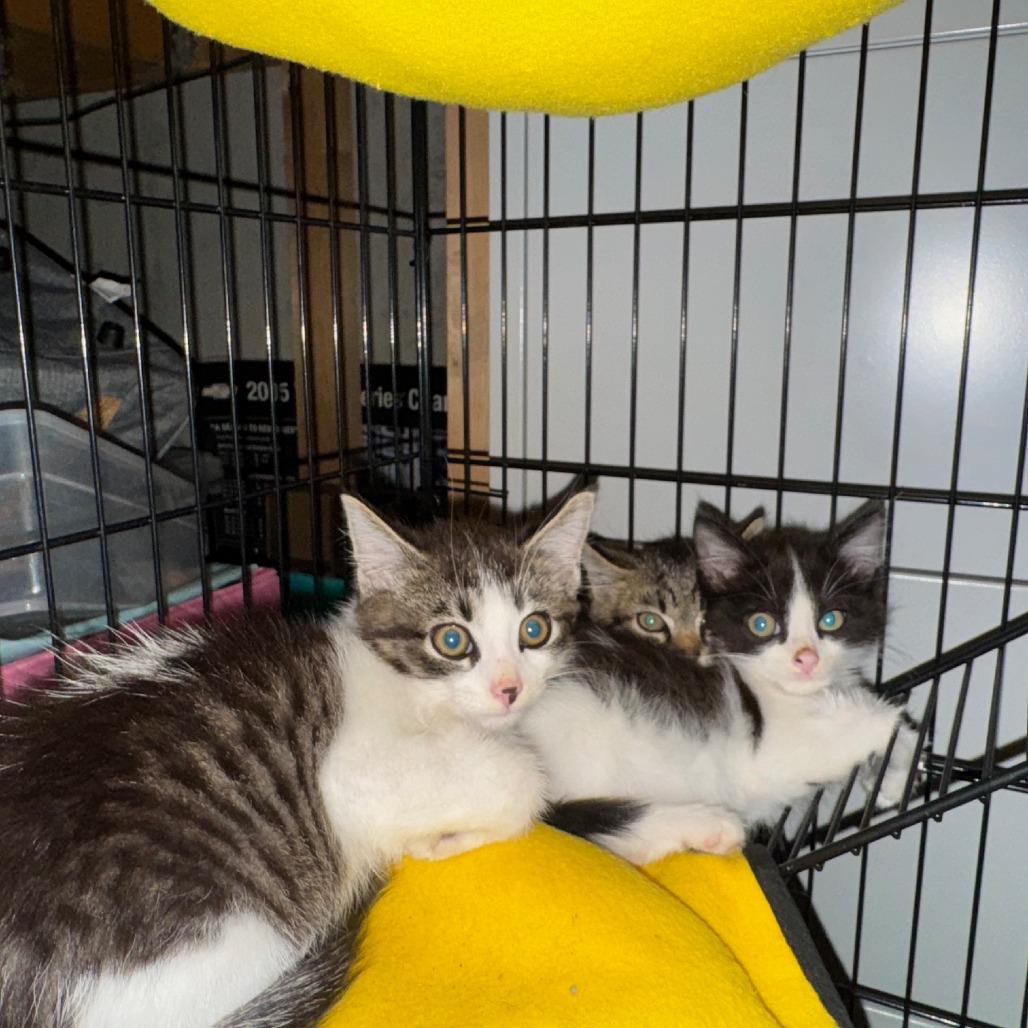 Enlarge Phil, a Adoptable Domestic Short Hair in Wheeling, IL image 6/6