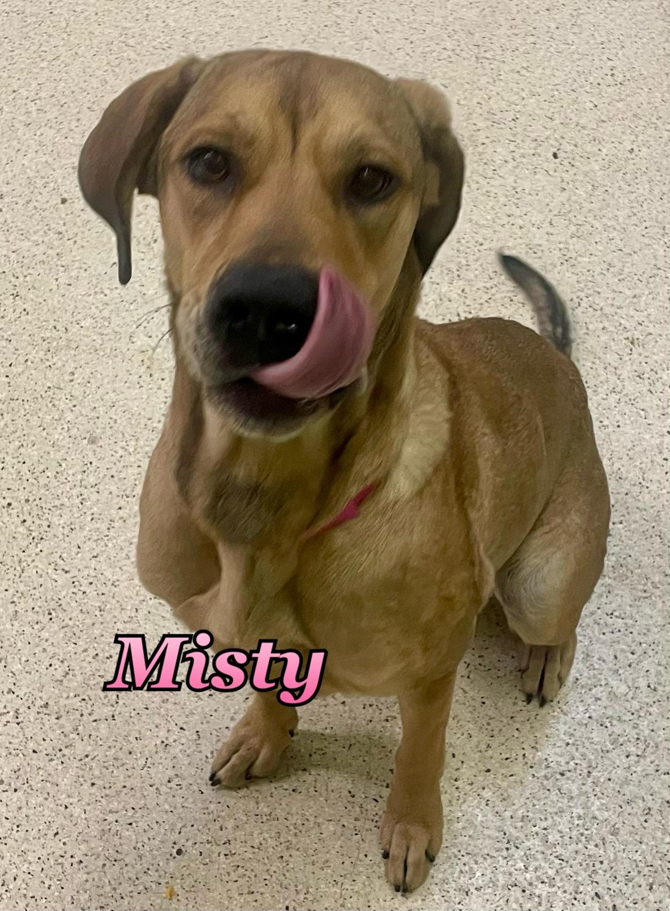 Misty — thumbnail 6