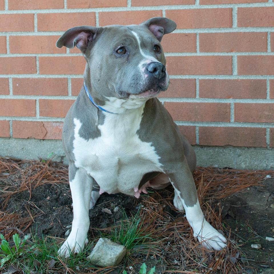 Rebel, Adoptable, Adult Female Pit Bull Terrier & Mixed Breed.