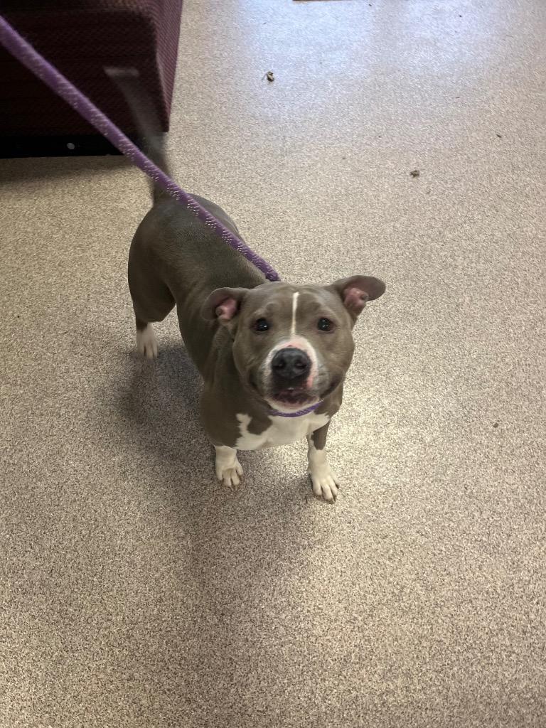 Enlarge Rebel, a Adoptable mixed breed in Troy, OH image 2/5