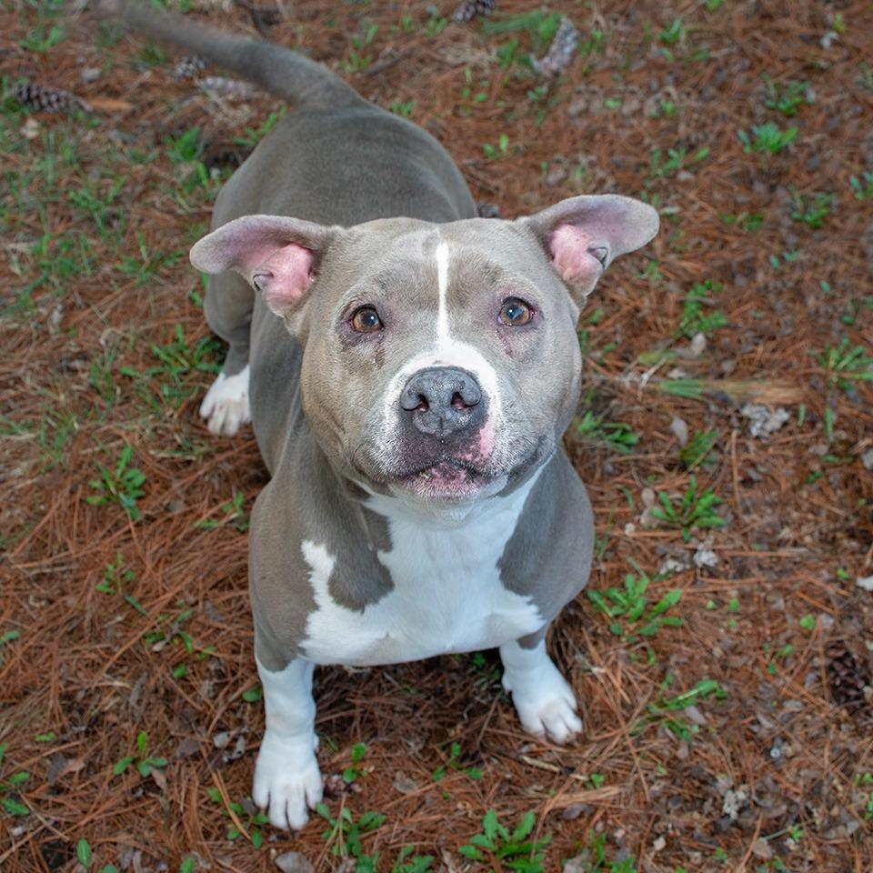 Enlarge Rebel, a Adoptable mixed breed in Troy, OH image 3/5