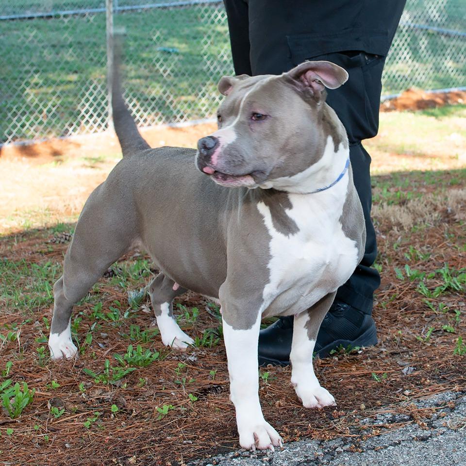 Enlarge Rebel, a Adoptable mixed breed in Troy, OH image 4/5