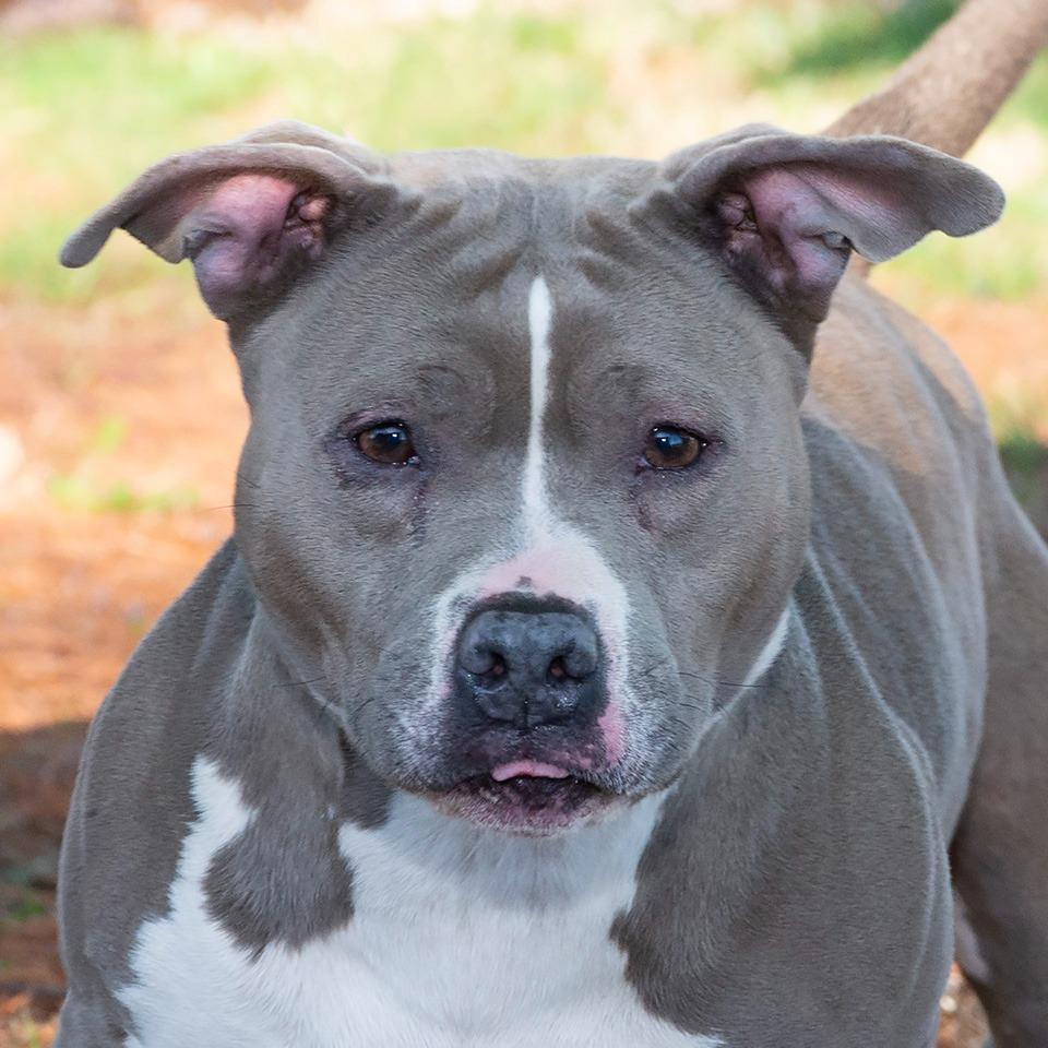 Enlarge Rebel, a Adoptable mixed breed in Troy, OH image 5/5