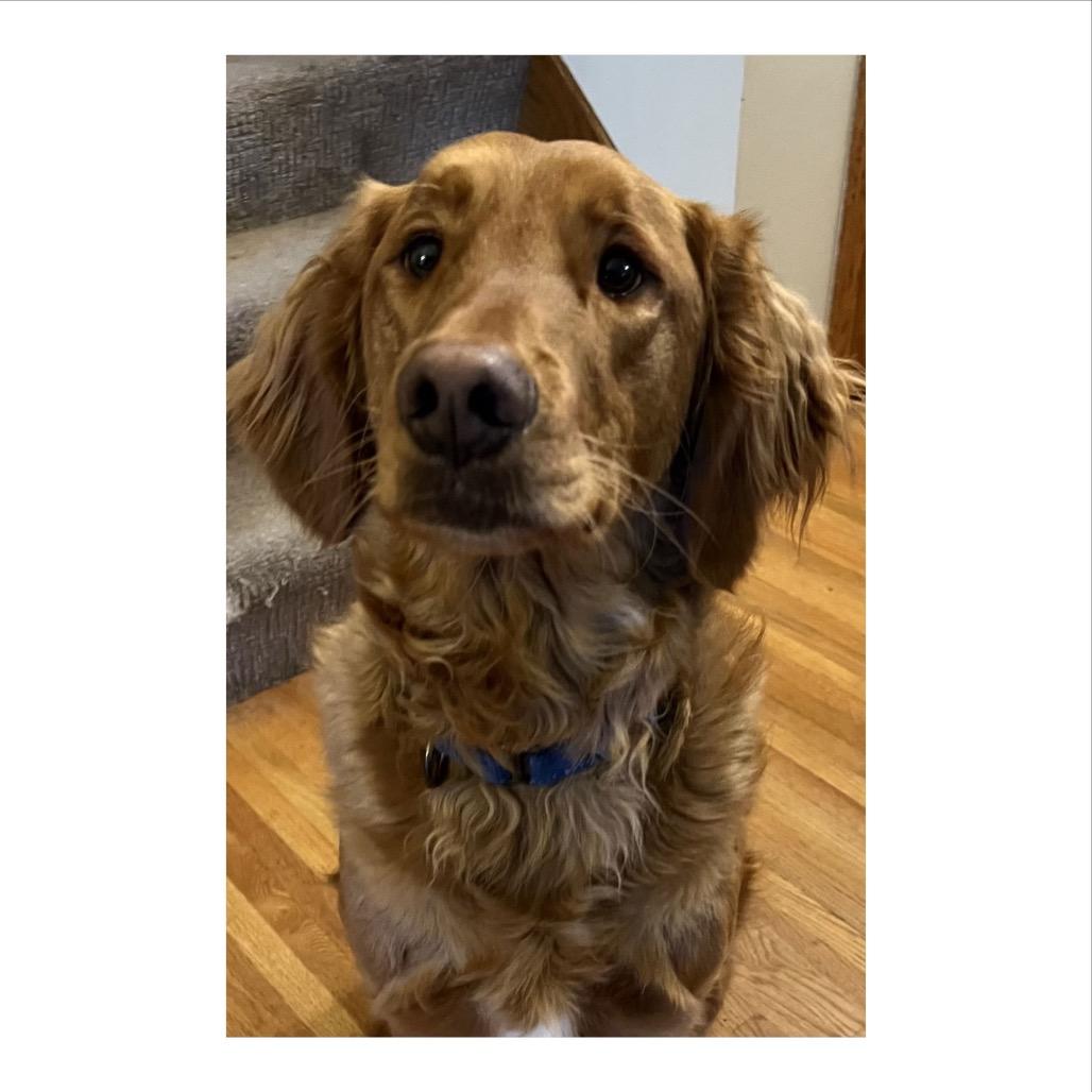 Lewis, Adoptable, Adult Male Golden Retriever.