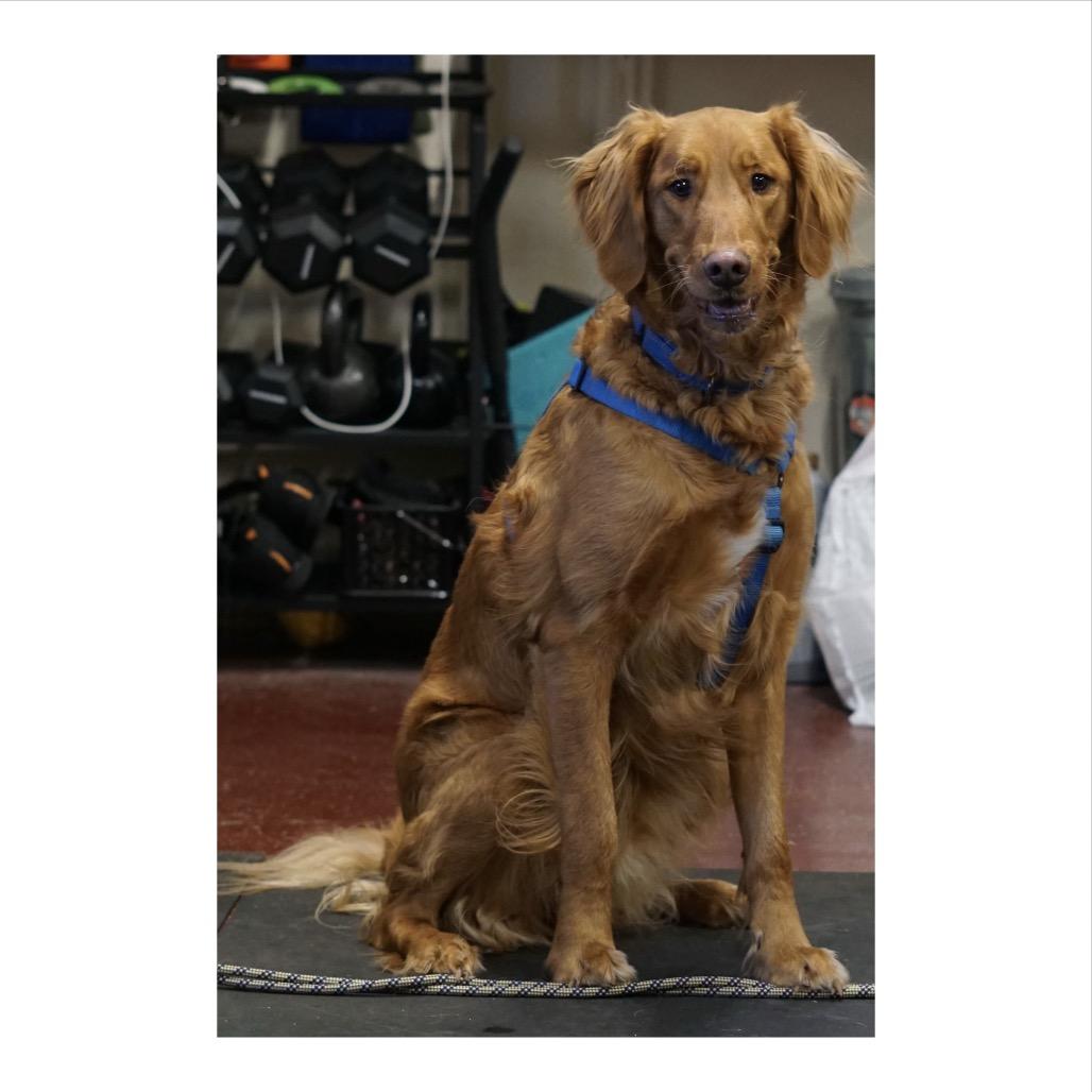 Enlarge Lewis, a Adoptable Golden Retriever in Crystal, MN image 2/4