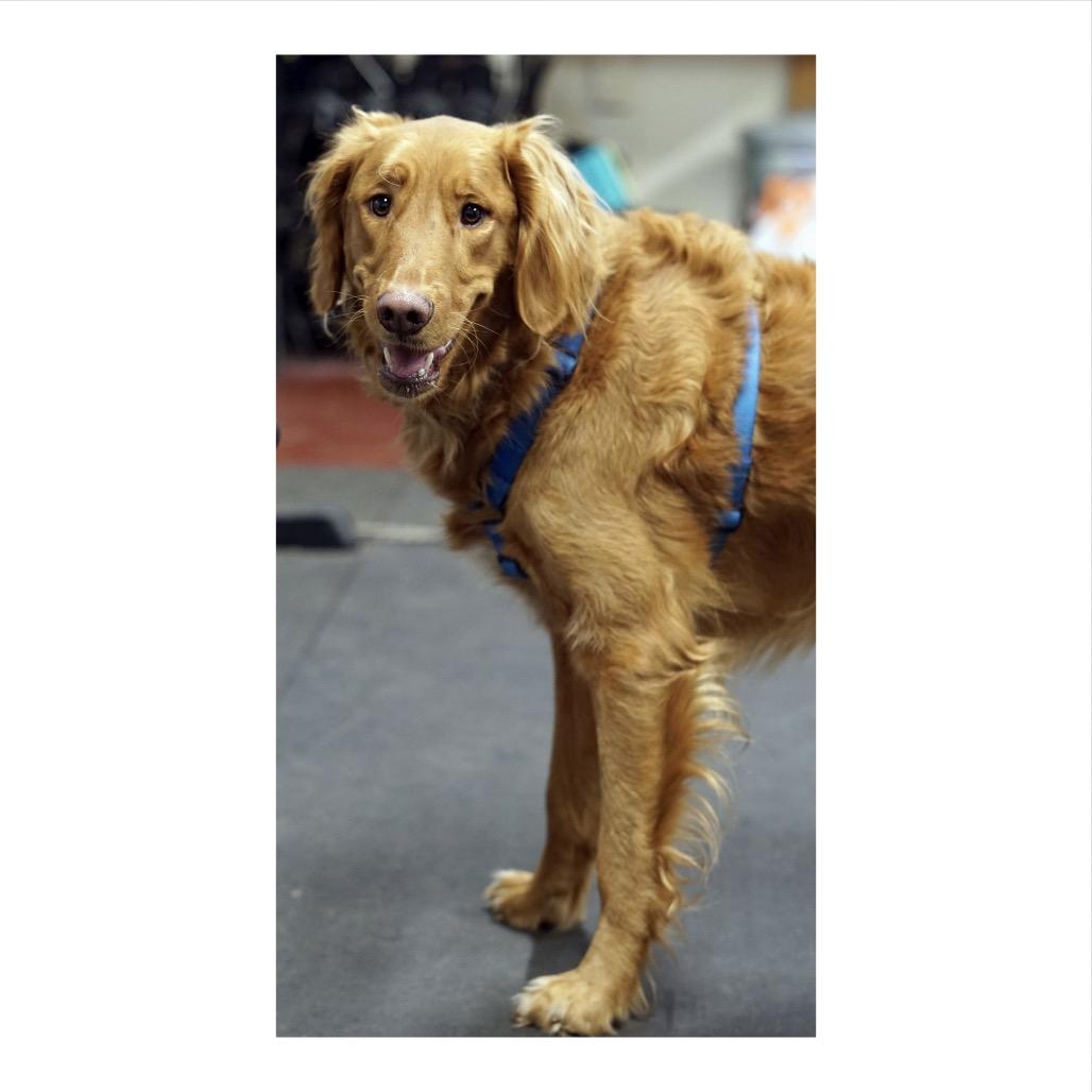Enlarge Lewis, a Adoptable Golden Retriever in Crystal, MN image 3/4