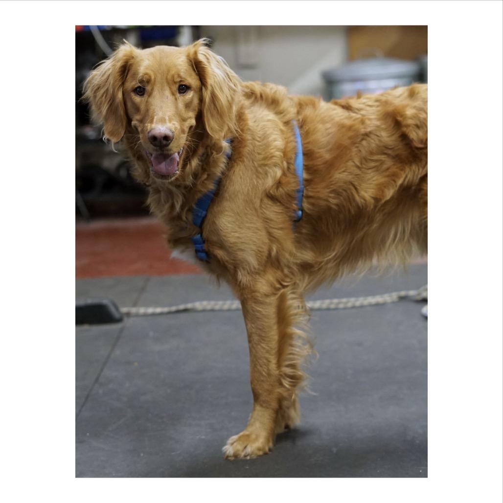 Enlarge Lewis, a Adoptable Golden Retriever in Crystal, MN image 4/4