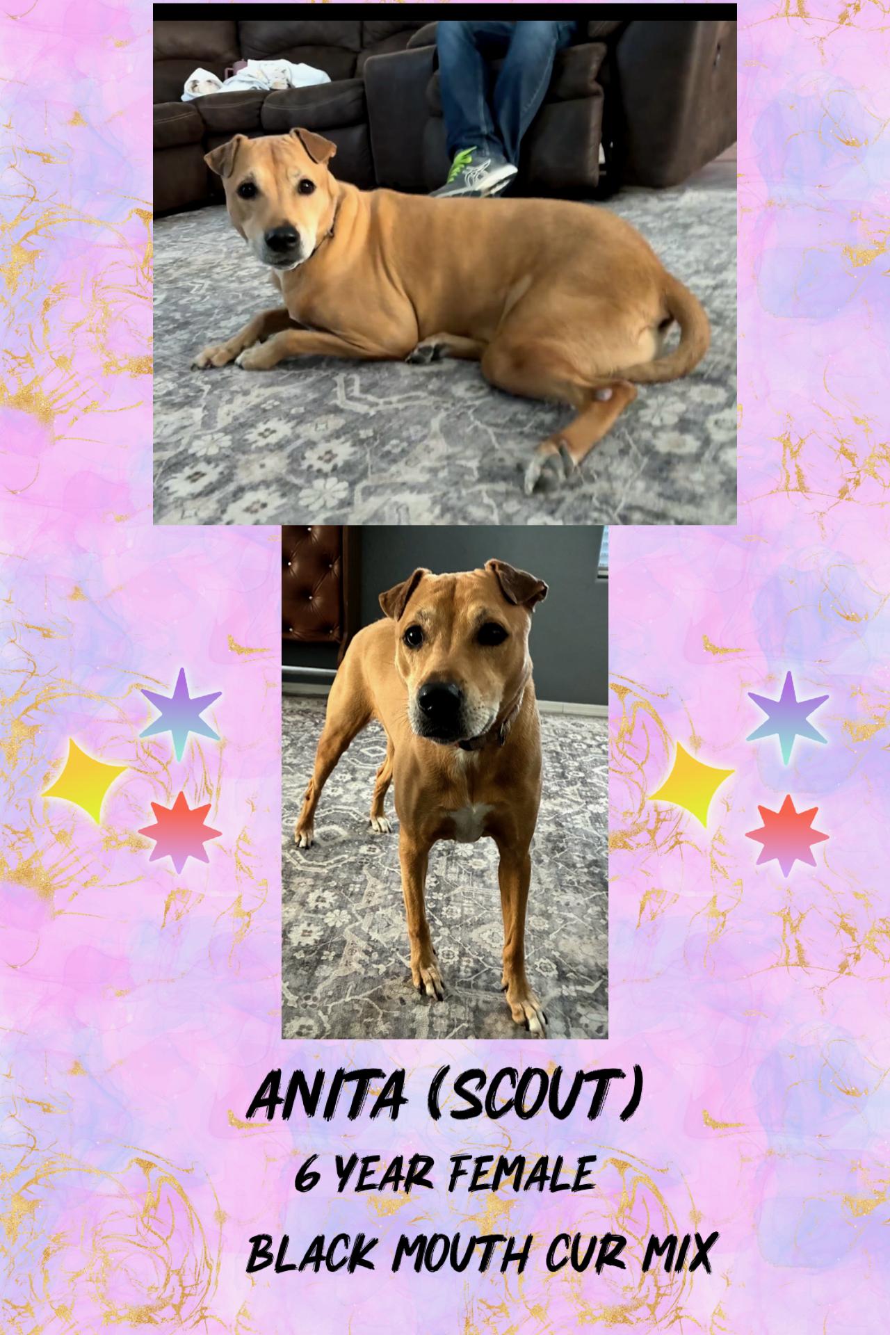 ANITA – 6 YEAR FEMALE BLACK MOUTH CUR MIX@ PETCO, 5011 E. RAY ROAD, PHX 85044 ON SATURDAY, JAN. 17th, Adoptable, Adult Female Black Mouth Cur.