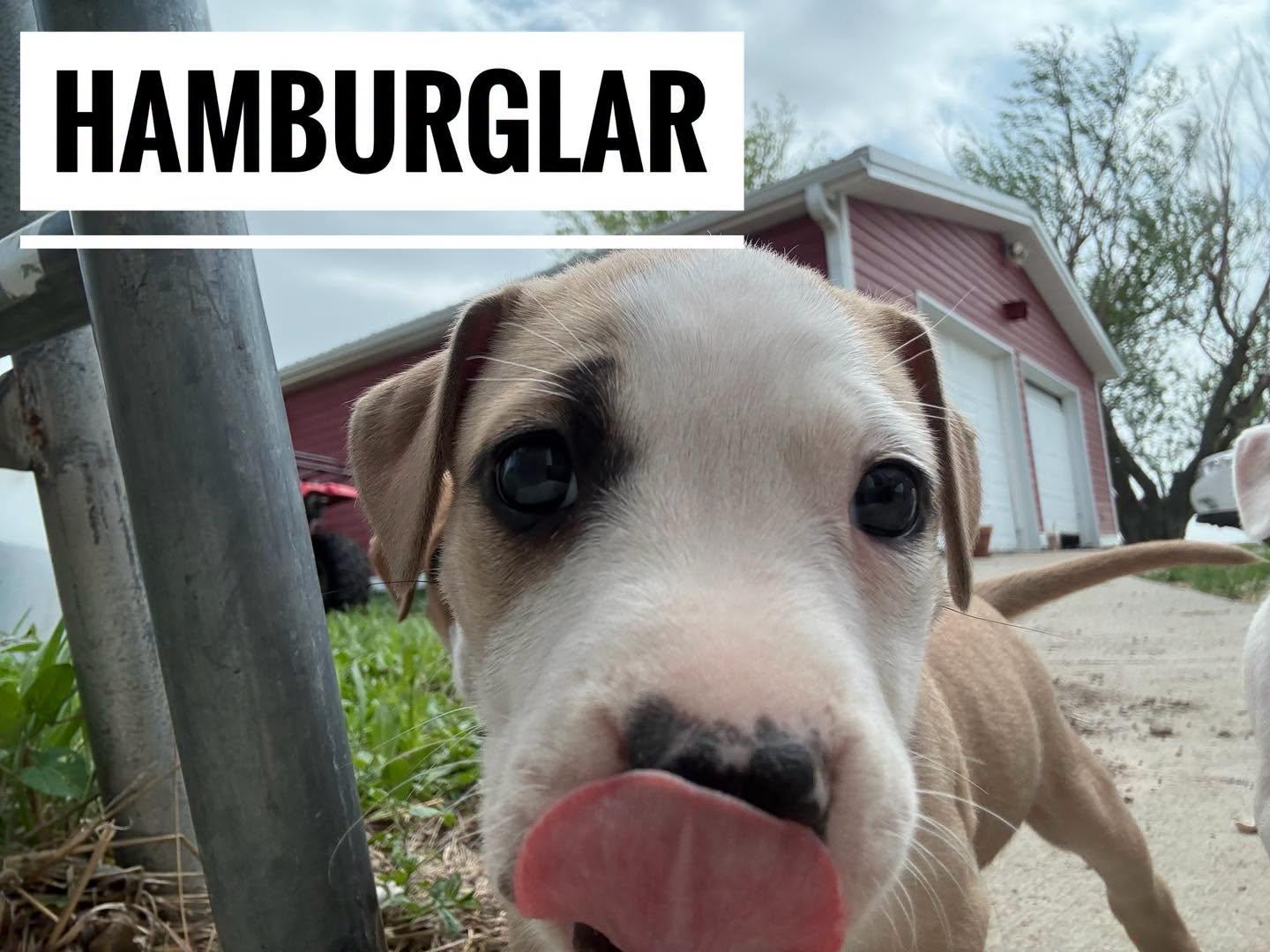 Enlarge Hamburglar, an adopted Mixed Breed in Manhattan, KS image 3/6