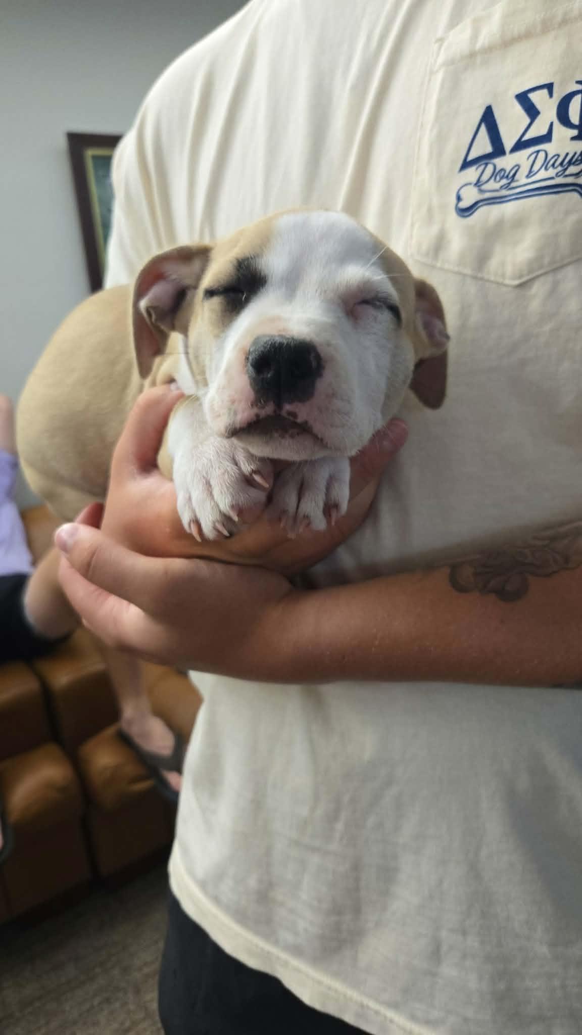 Enlarge Hamburglar, an adopted Mixed Breed in Manhattan, KS image 4/6