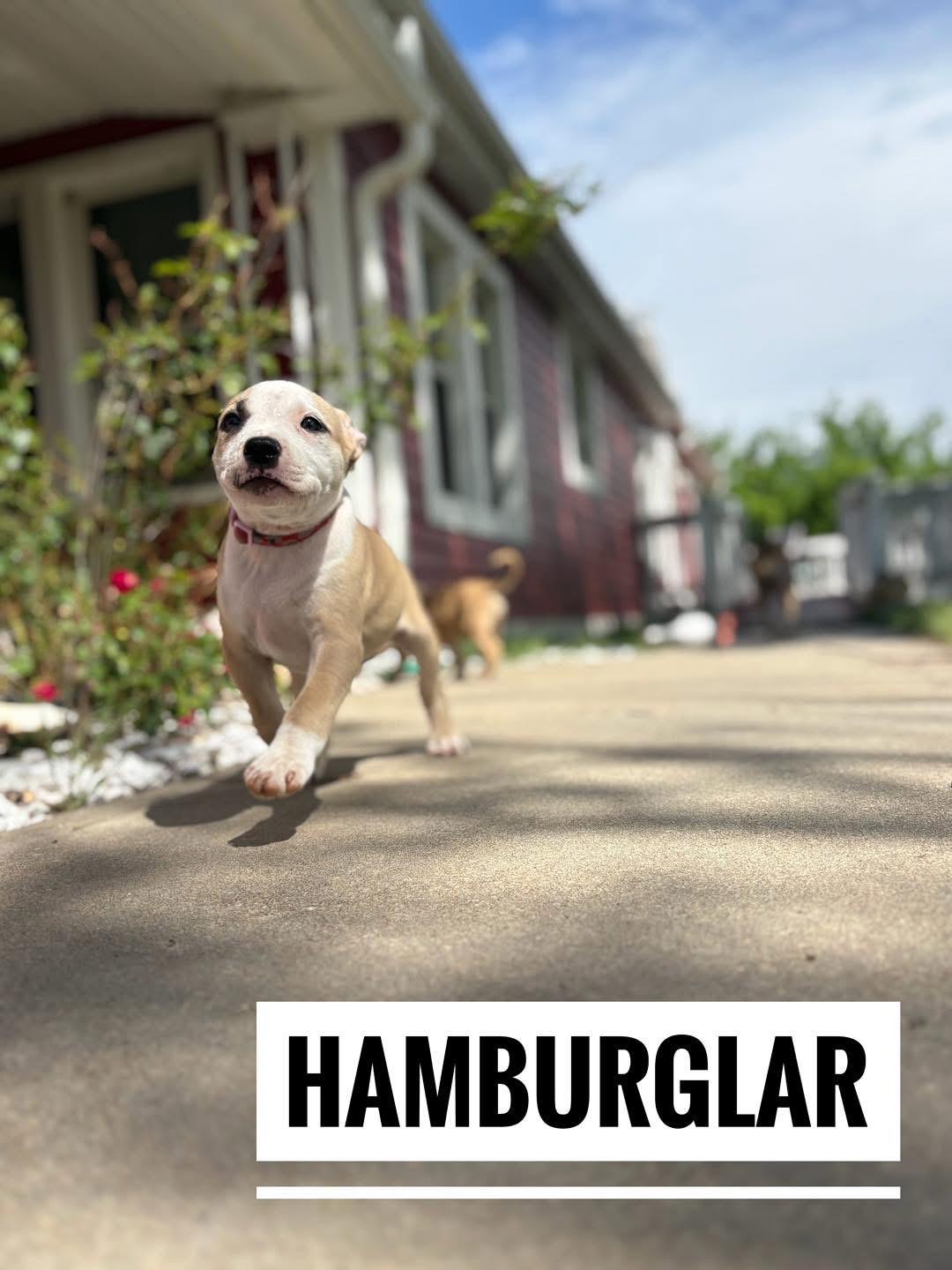 Enlarge Hamburglar, an adopted Mixed Breed in Manhattan, KS image 1/6
