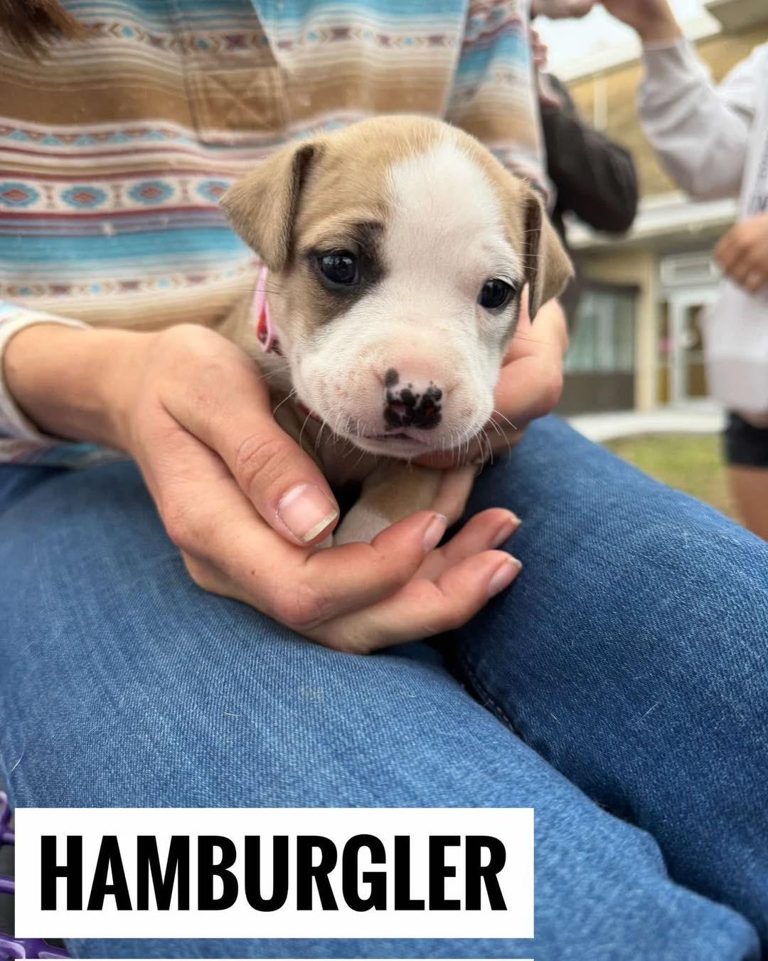 Enlarge Hamburglar, an adopted Mixed Breed in Manhattan, KS image 2/6