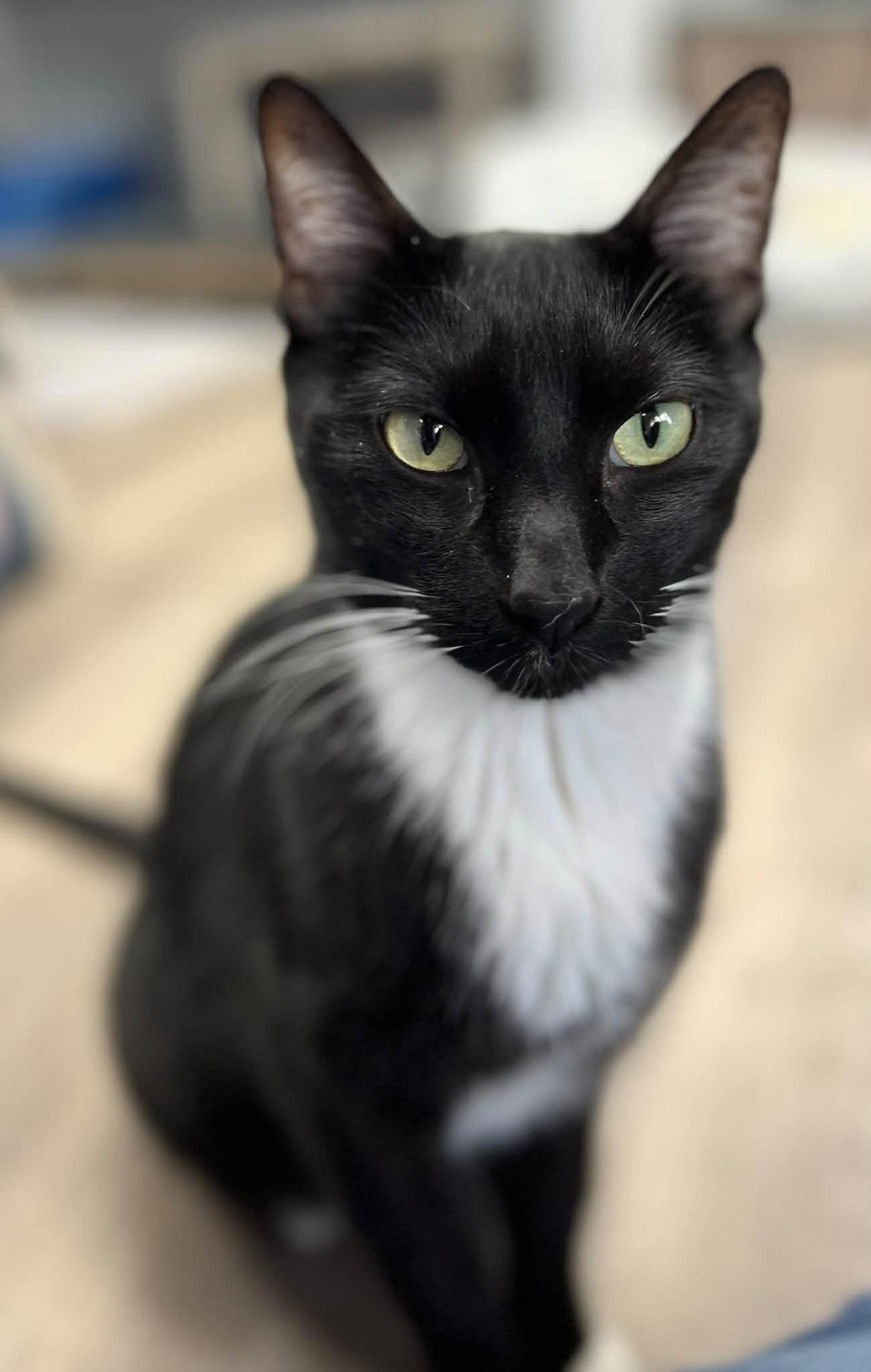 Swayze, Adoptable, Adult Male Tuxedo.