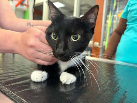 Enlarge Swayze, a Adoptable Tuxedo in Belton, MO image 2/4