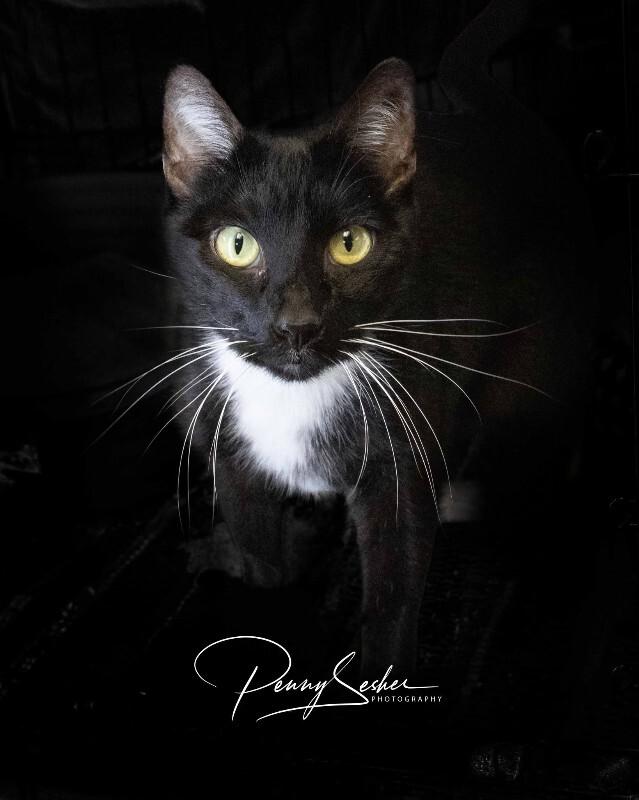 Enlarge Swayze, a Adoptable Tuxedo in Belton, MO image 3/4